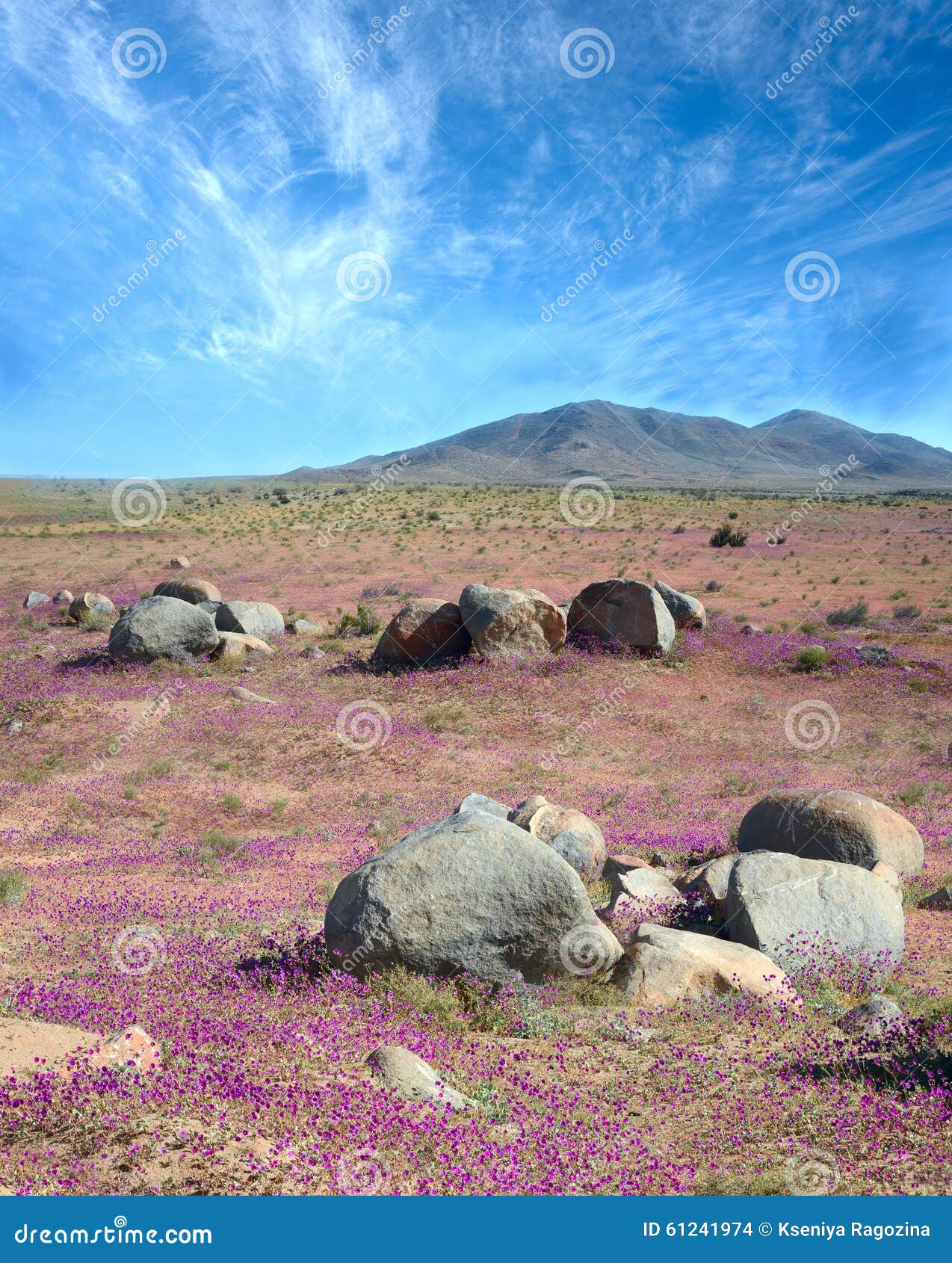 phenomenon of flowering desert in the chilean atacama