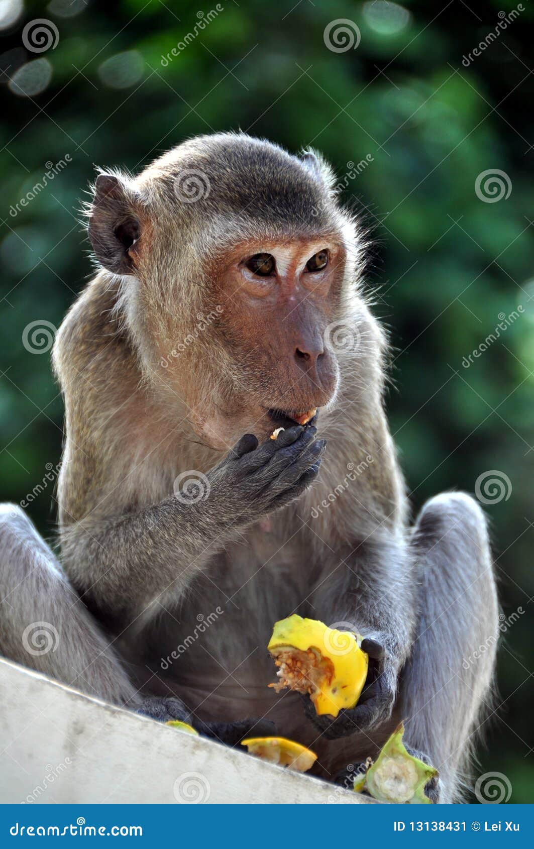 Phetchaburi, Thailand Monkey Eating Fruit Stock Image Image of
