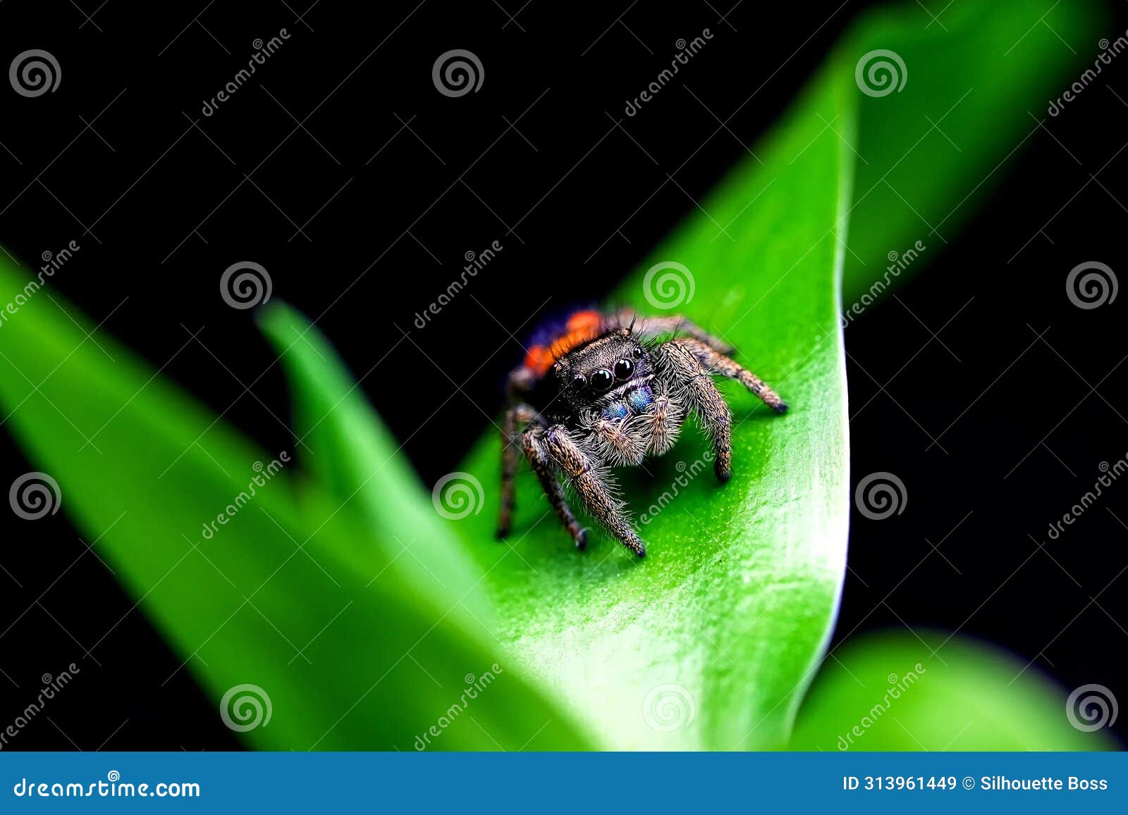 phidippus johnsoni jumping spider, jump spider, phidippus johnson animal arachnid spiders the family red backed jumping web spider