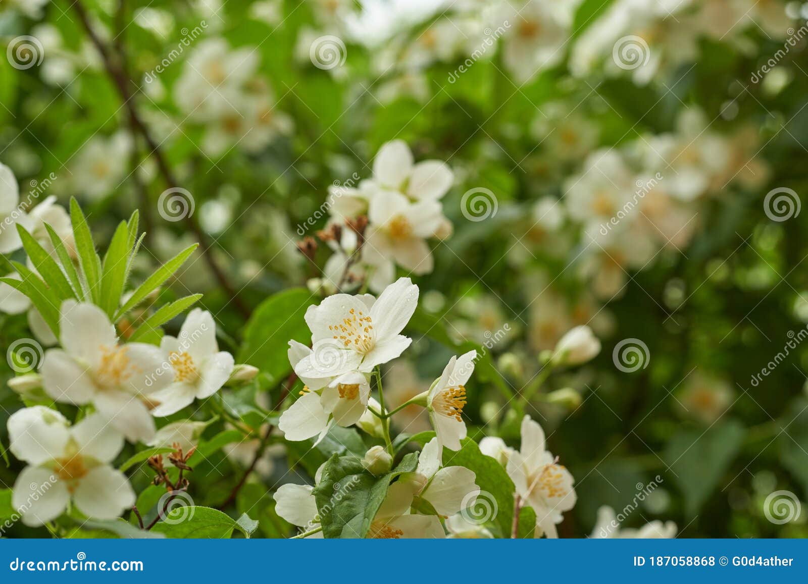 Philadelphus stock photo. Image of blooming, season 187058868