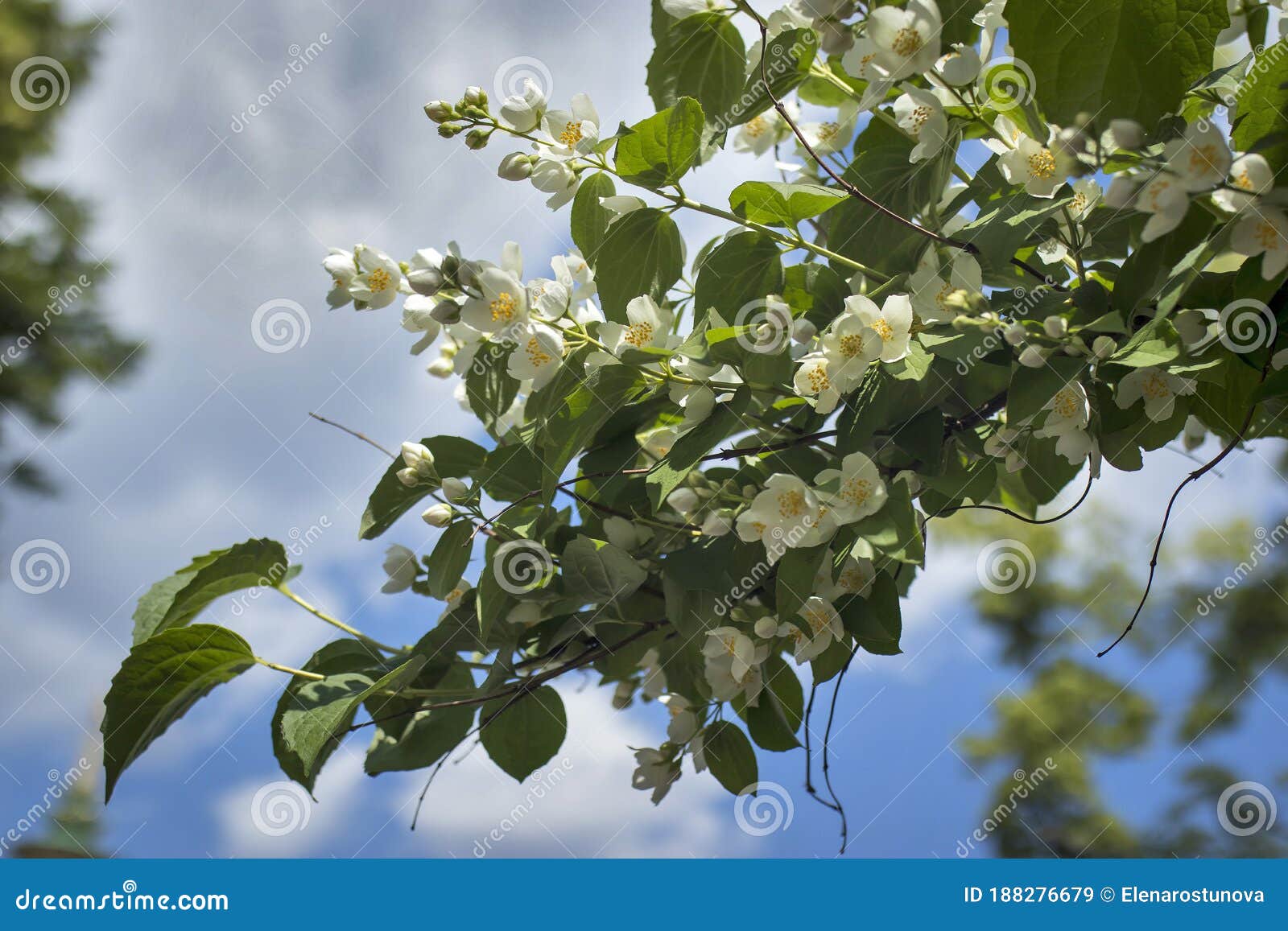 Philadelphus They Are Named Mockorange In Reference To