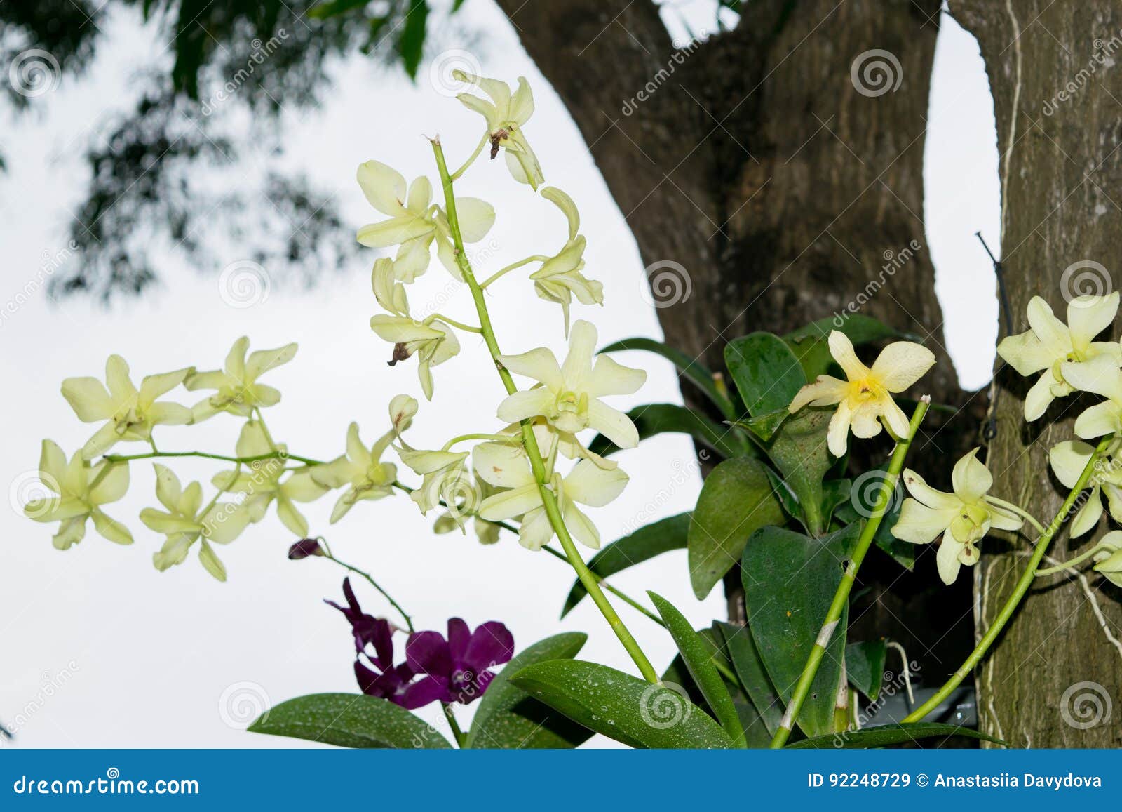 Philinopsis Pourpre Et Blanc Sauvage D'orchidée, Phalaenopsis Sur Un Arbre  Dans Une Jungle Image stock - Image du tropical, violette: 92248729