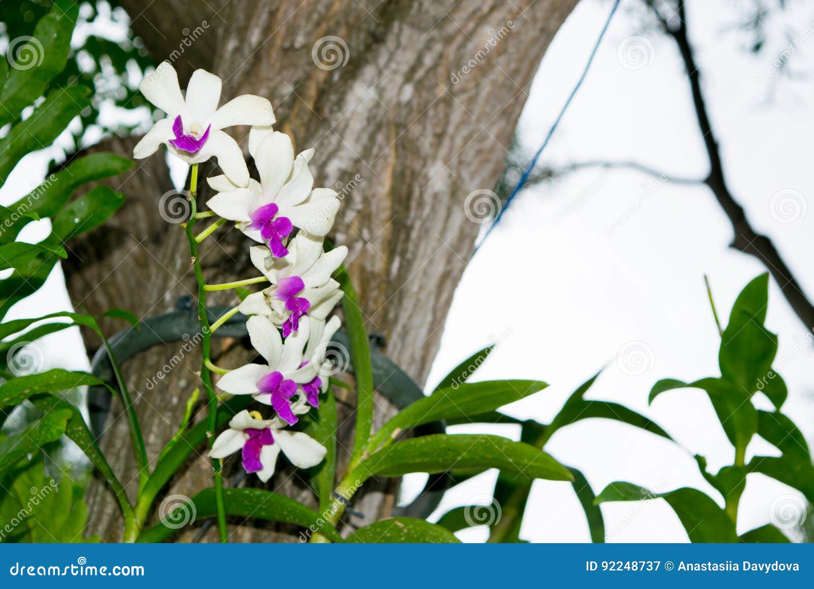 Philinopsis Pourpre Et Blanc Sauvage D'orchidée, Phalaenopsis Sur Un Arbre  Dans Une Jungle Image stock - Image du blanc, bois: 92248737