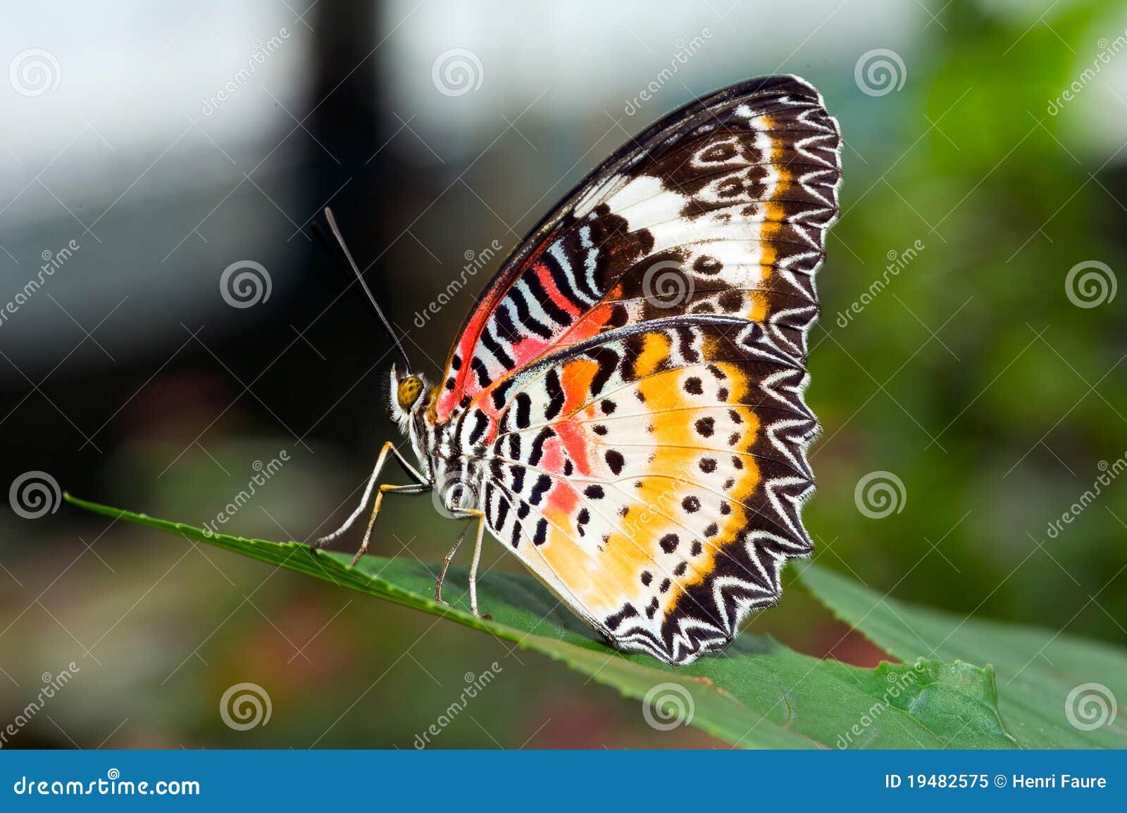 A Philippine butterfly stock image. Image of insect, philippine 19482575