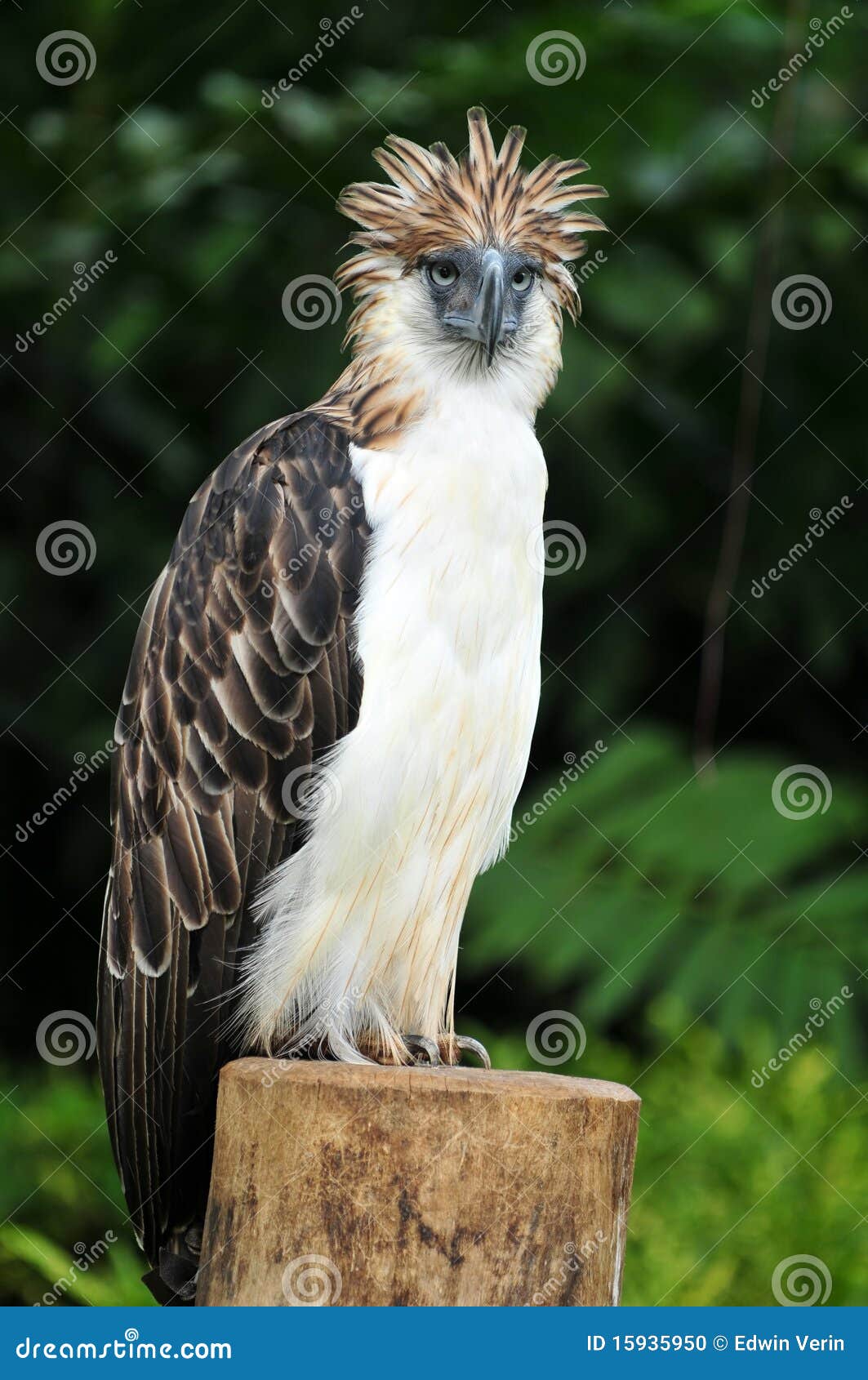 philippine eagle