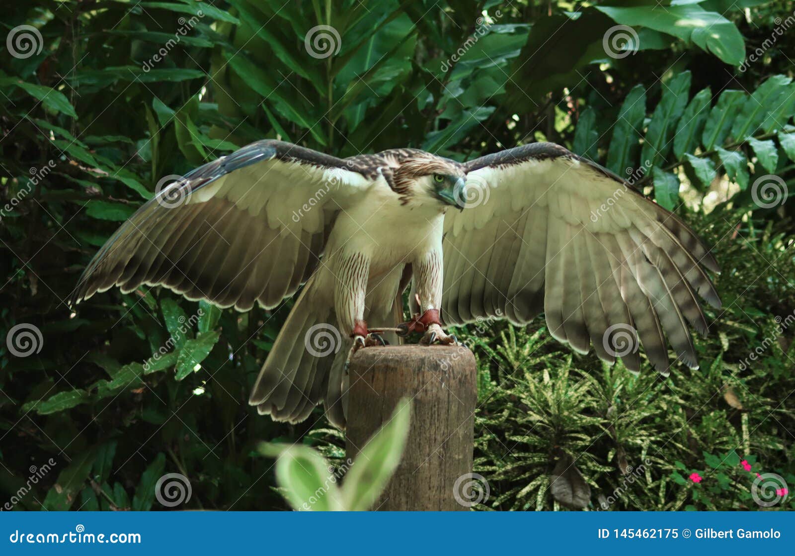 philippine eagle