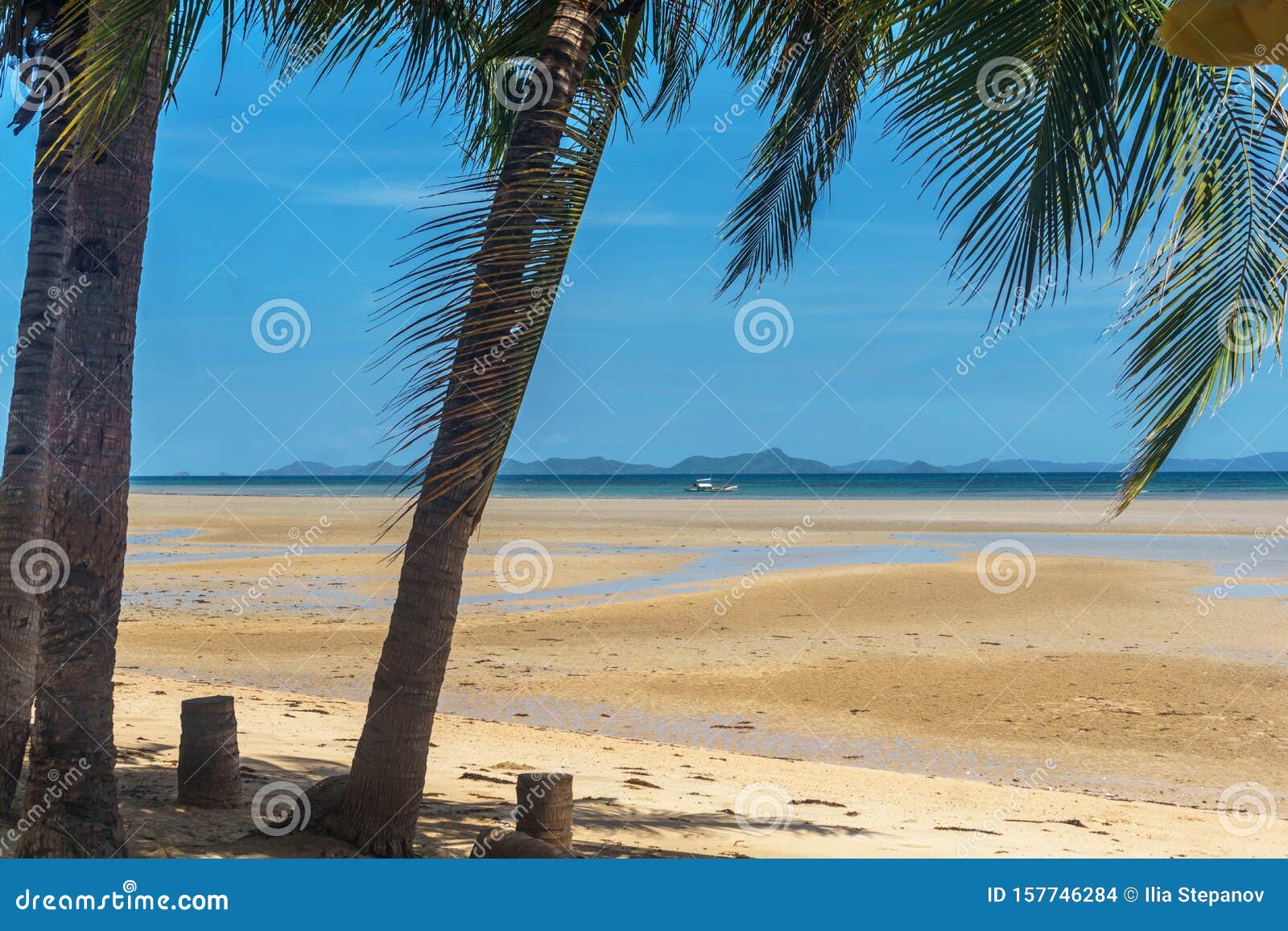 Philippines. palm trees on the sea. Palawan Island. Philippine Islands. palm trees growing on the sea coast. Palawan Island