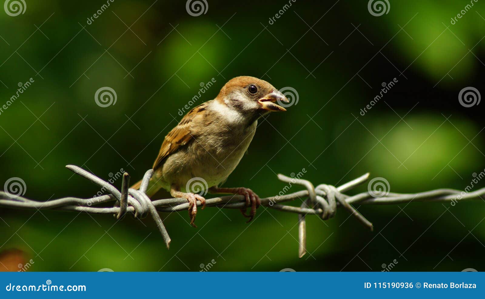 546 Maya Bird Photos Free Royalty Free Stock Photos From Dreamstime 546 Maya Bird Photos Free Royalty Free Stock Photos From Dreamstime