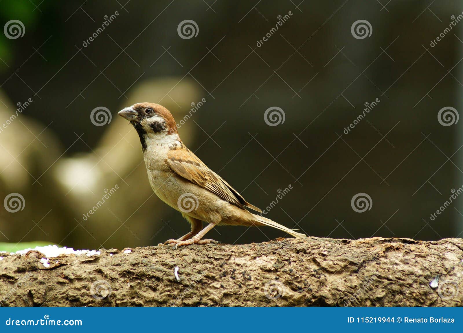 546 Maya Bird Photos Free Royalty Free Stock Photos From Dreamstime 546 Maya Bird Photos Free Royalty Free Stock Photos From Dreamstime