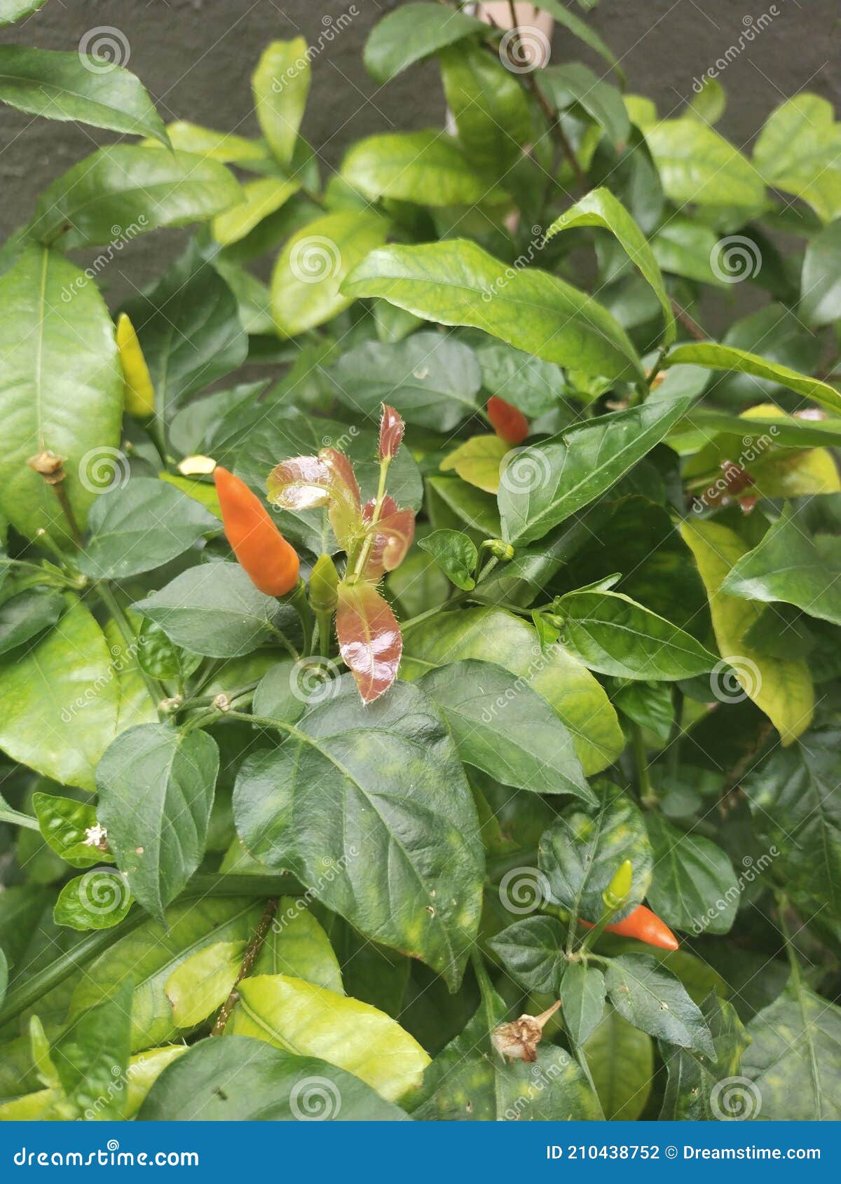 Philippine Native Products Sleeping Mats Stock Photo CartoonDealer