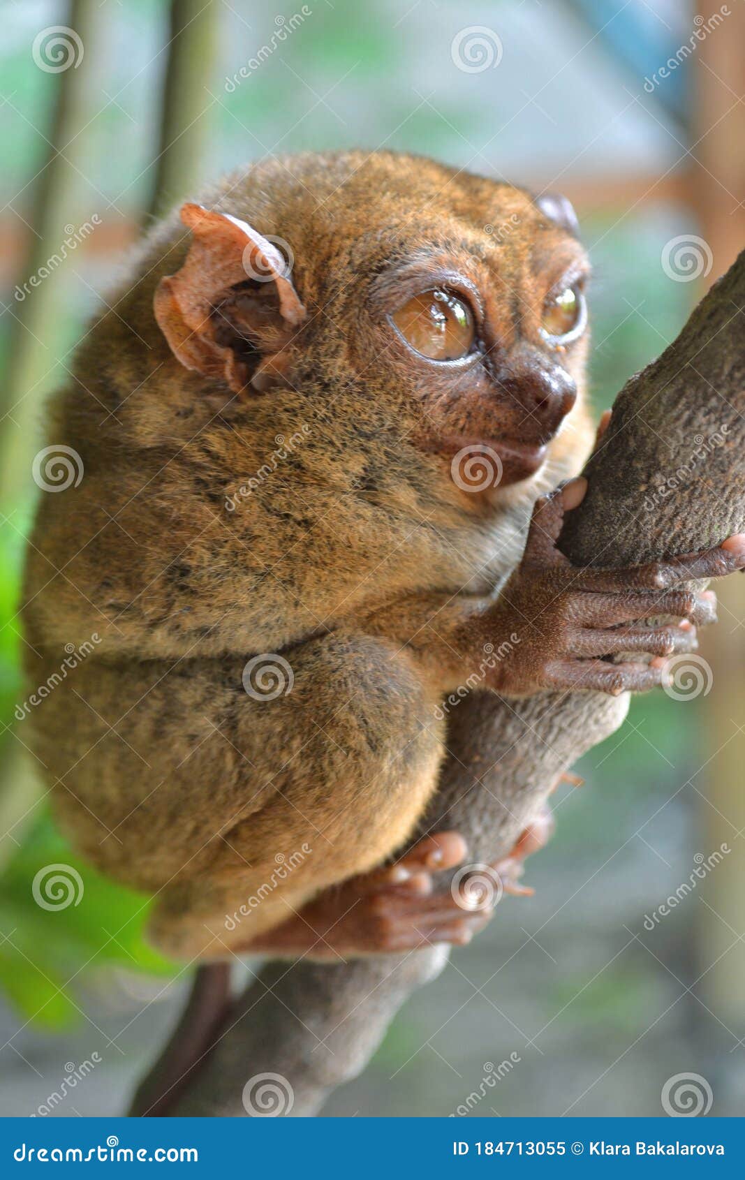 Philippine Tarsier on a Branch Stock Image - Image of asian, philippine: 184713055 Philippine Tarsier on a Branch Stock Image - Image of asian, philippine: 184713055