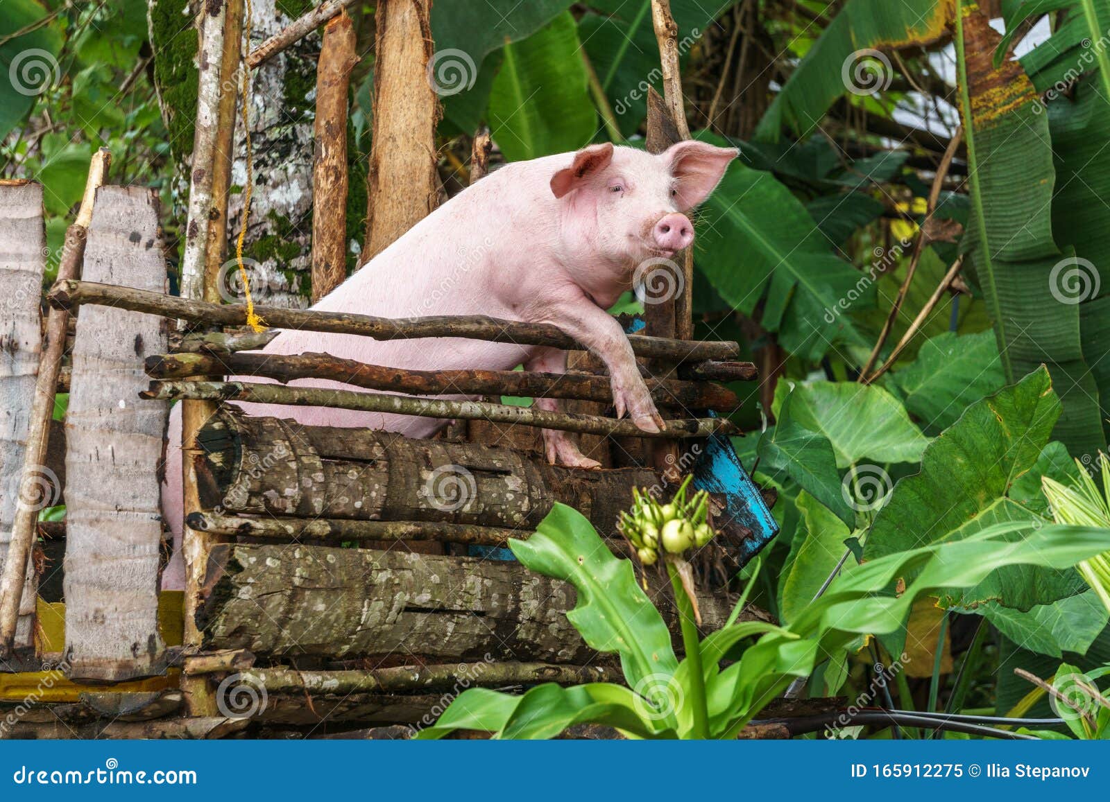 philippines. palawan island. domestic pig in a cage.
