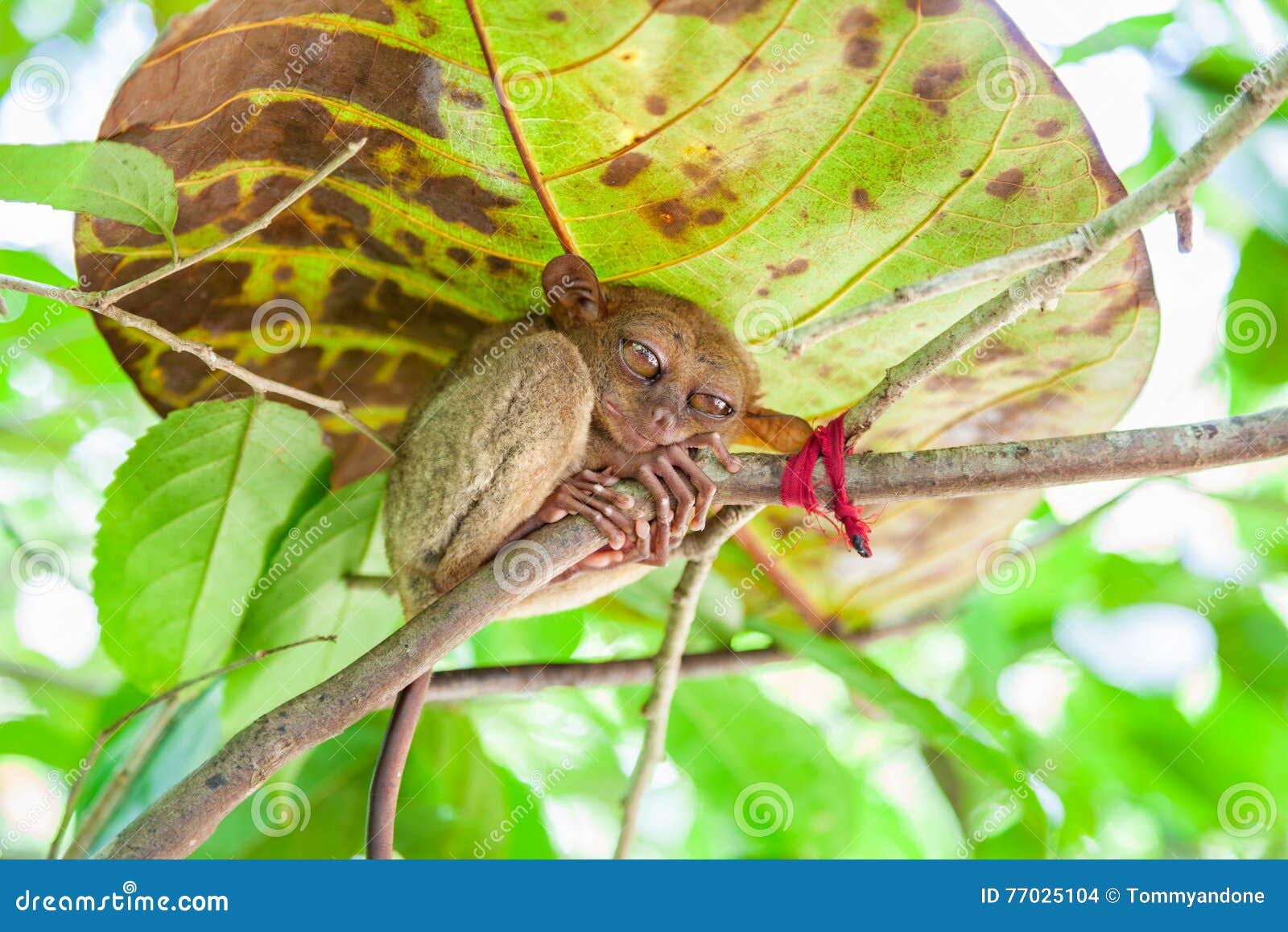 philippines tarsier from bohol