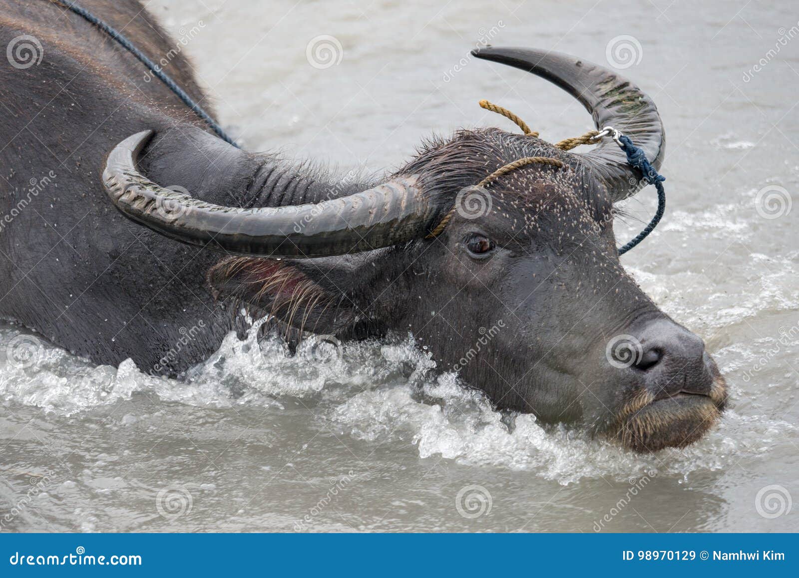 Water buffalo in the river stock image. Image of harvest 98970129