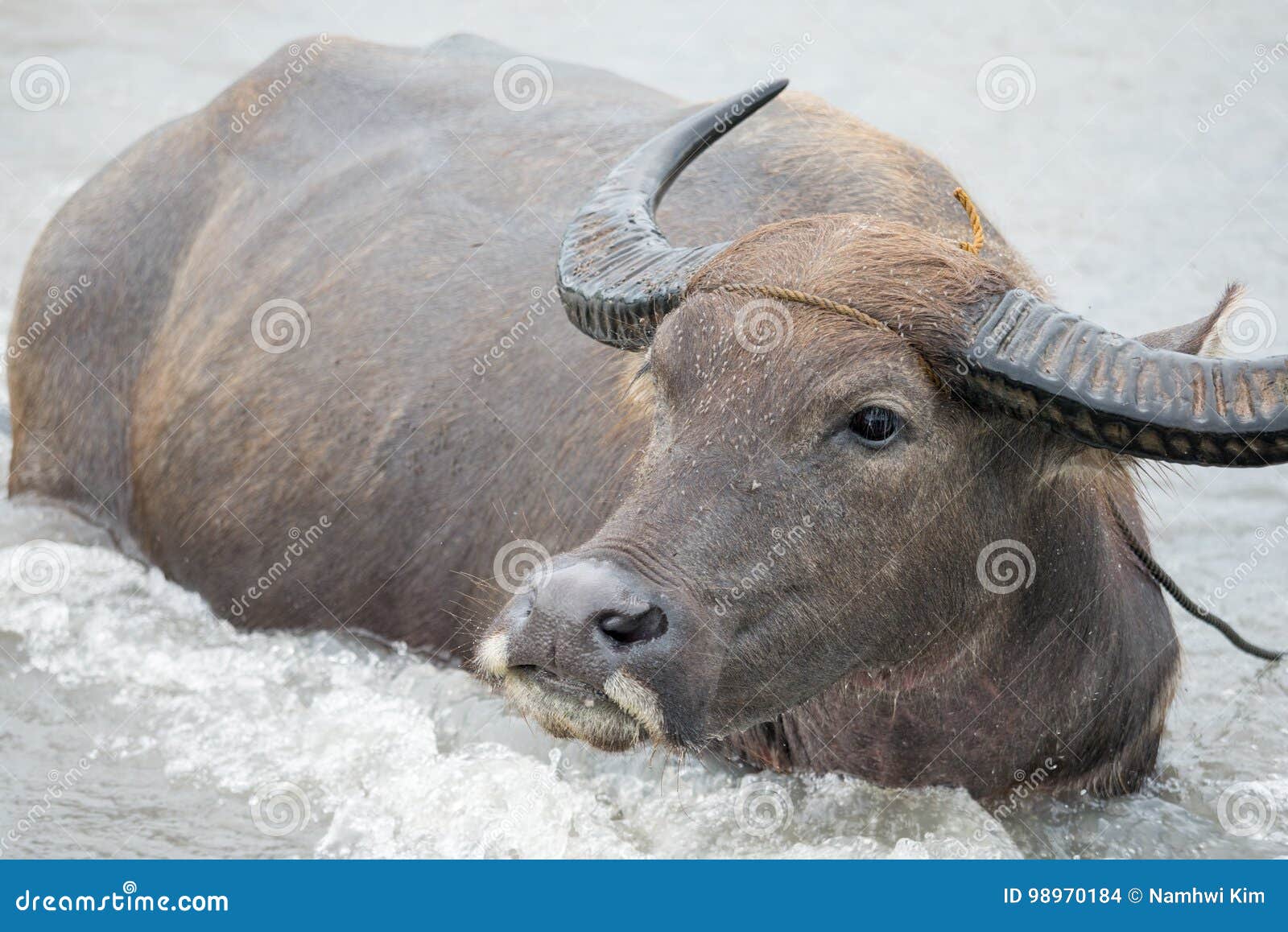 Water buffalo in the river stock photo. Image of bovine 98970184