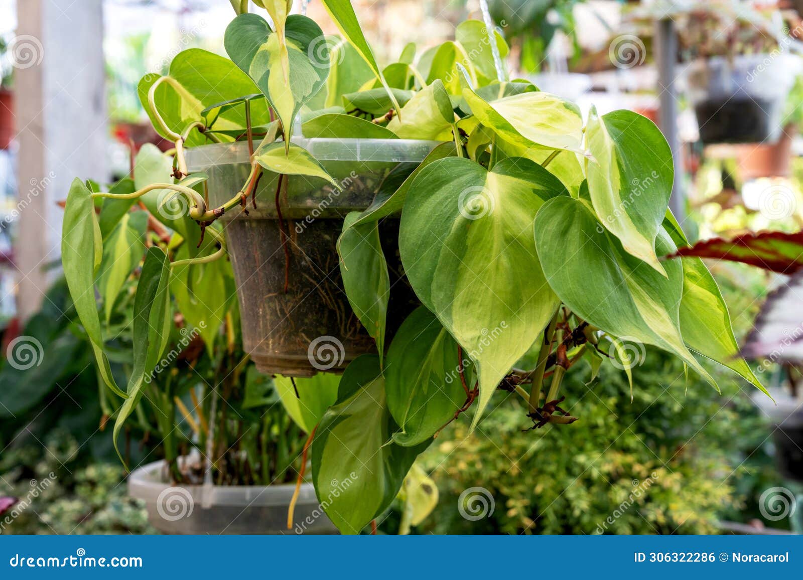 philodendron brasil hederaceum variegated heart leaf