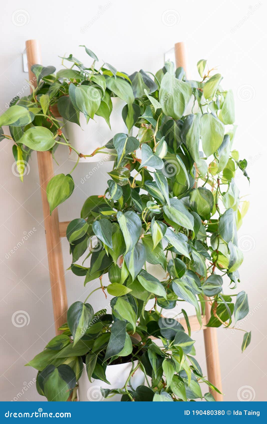 philodendron brasil house plants growing on a ladder