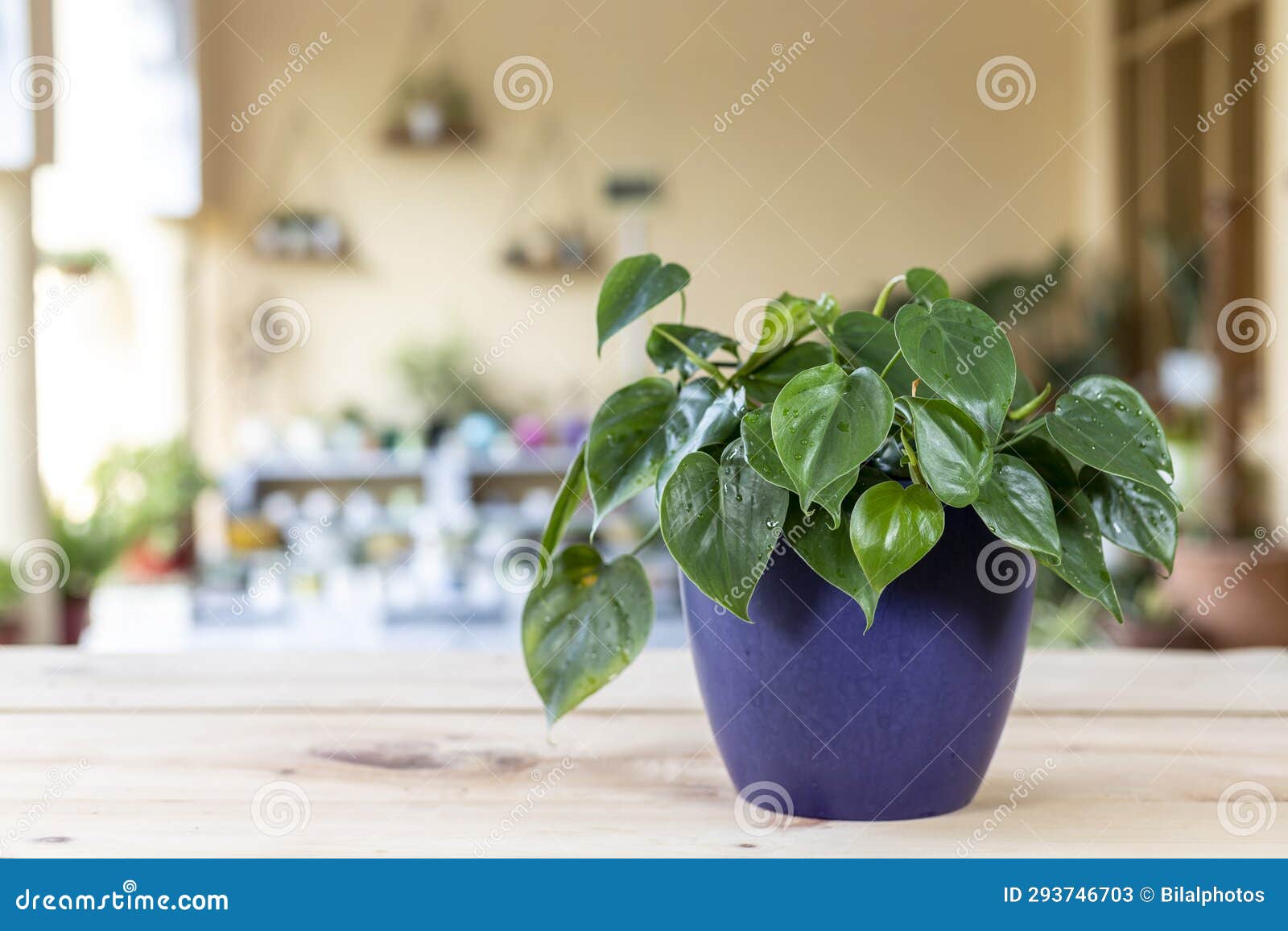 'philodendron hederaceum scandens brasil green leaves house plant with selective focus and blurred background