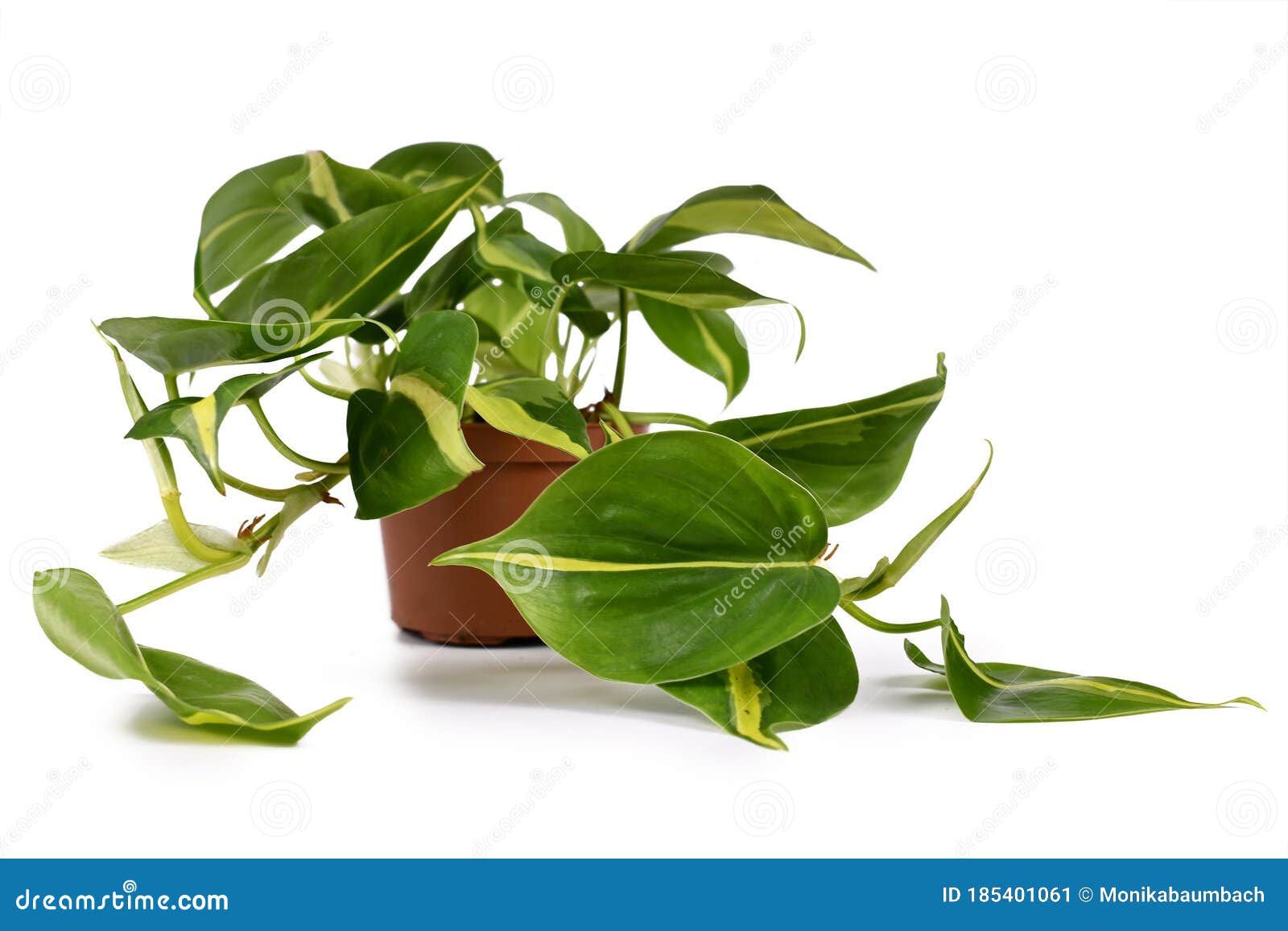 `philodendron hederaceum scandens brasil` tropical creeper house plant with yellow stripes in flower pot on white background