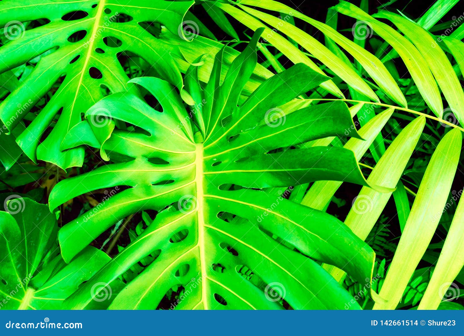 Cheese Plant Leaf Wallpaper - bmp-place