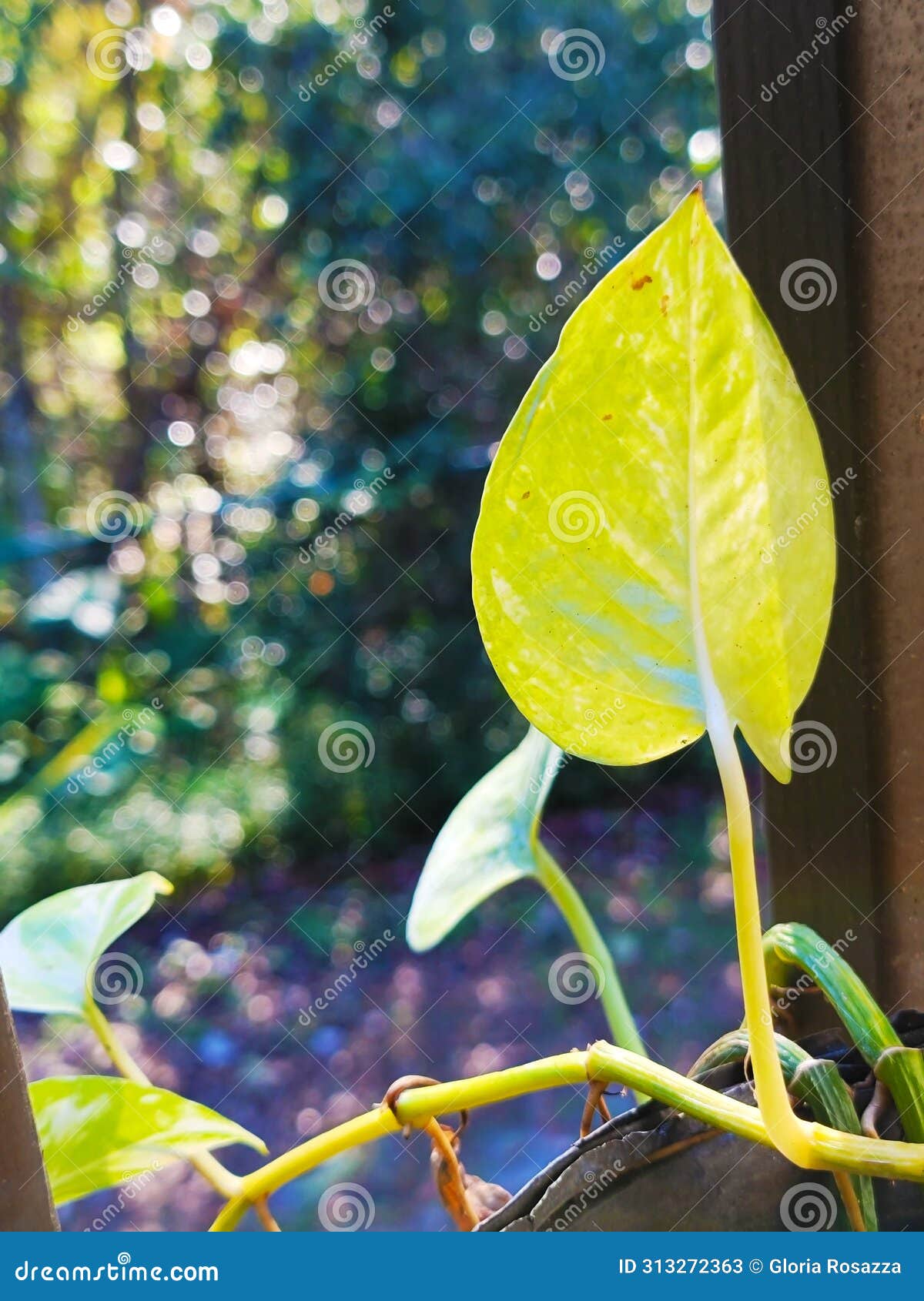 philodendron plant heart leaf araceae family popular houseplants