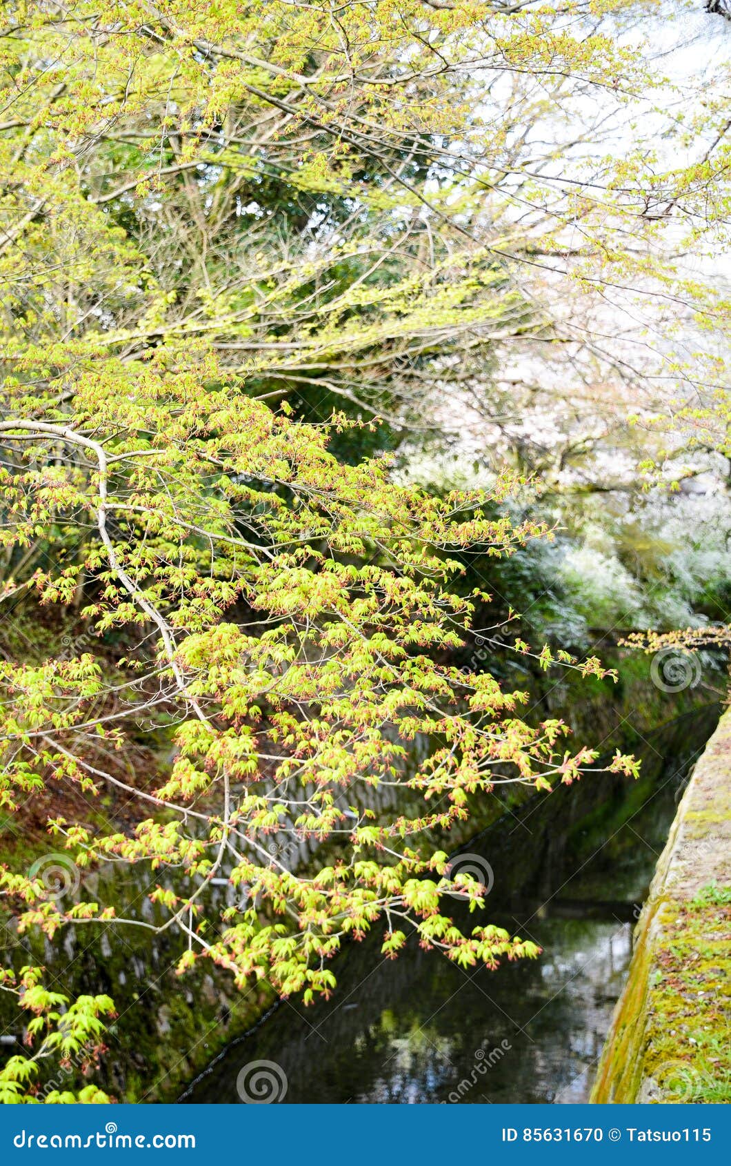 philosopher`s walk ,or tetsugaku-no-michi, with verdure in spring, kyoto