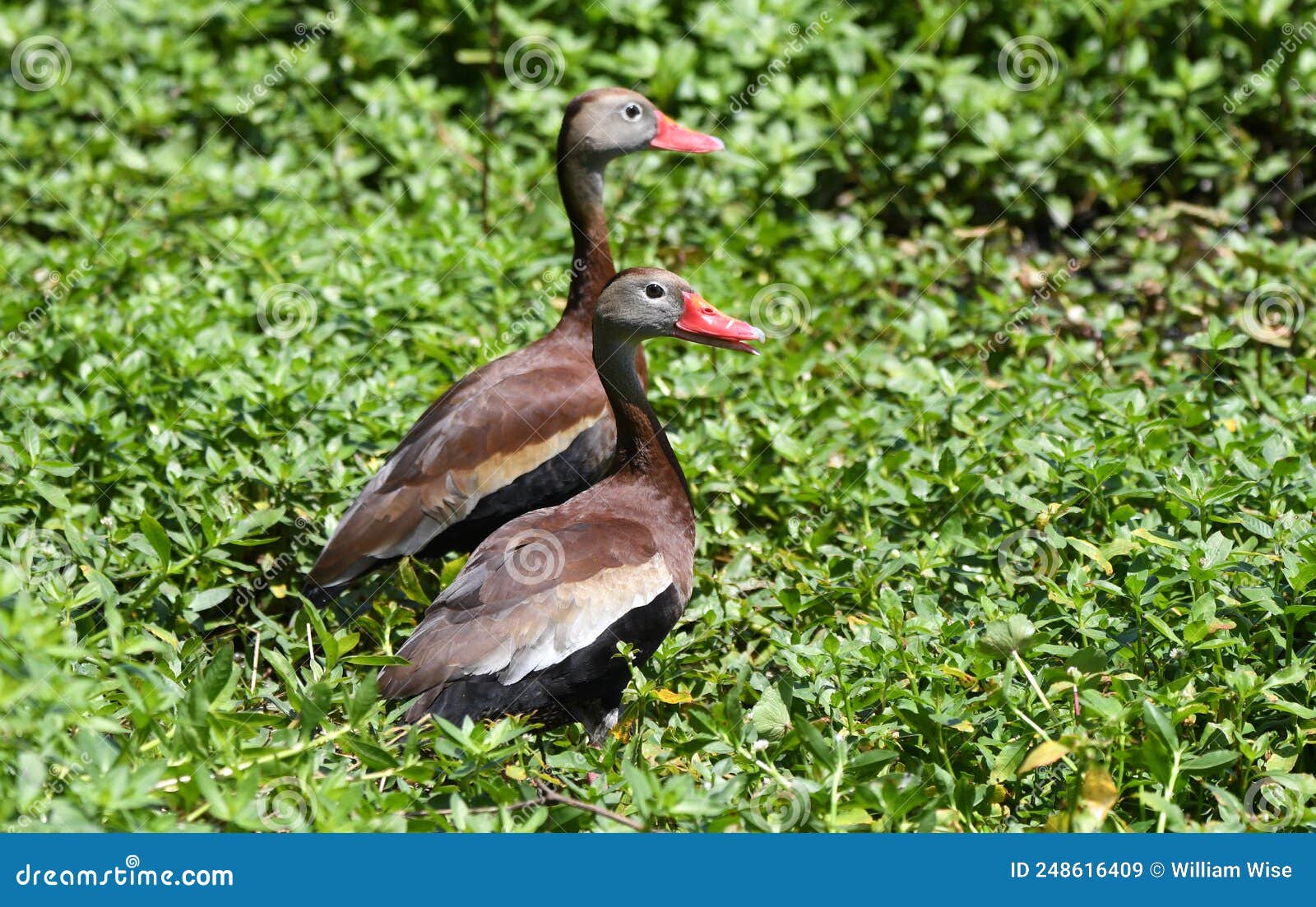 black bellied whistling duck at phinizy swamp nature park; georgia birding