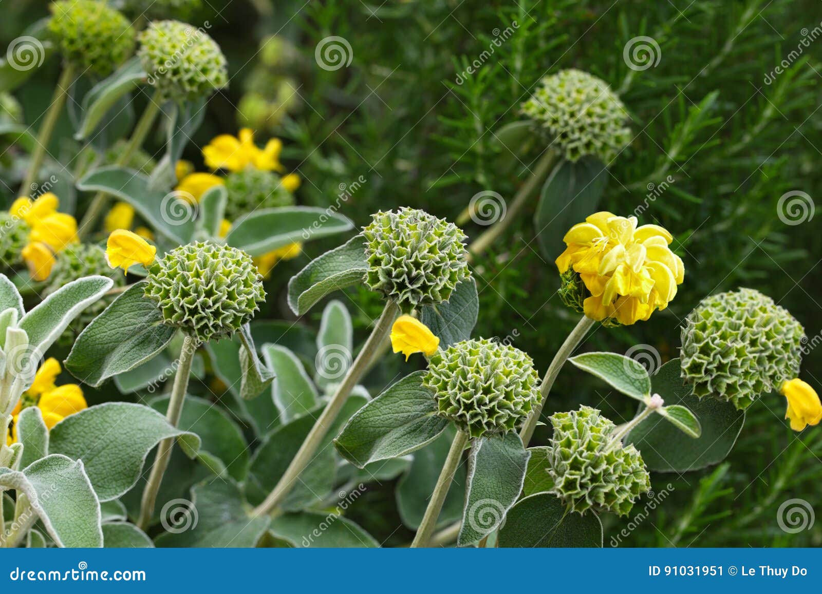 Phlomis Edward Bowles Flower Stock Image Image Of Plant Nature Phlomis Edward Bowles Flower Stock Image Image Of Plant Nature