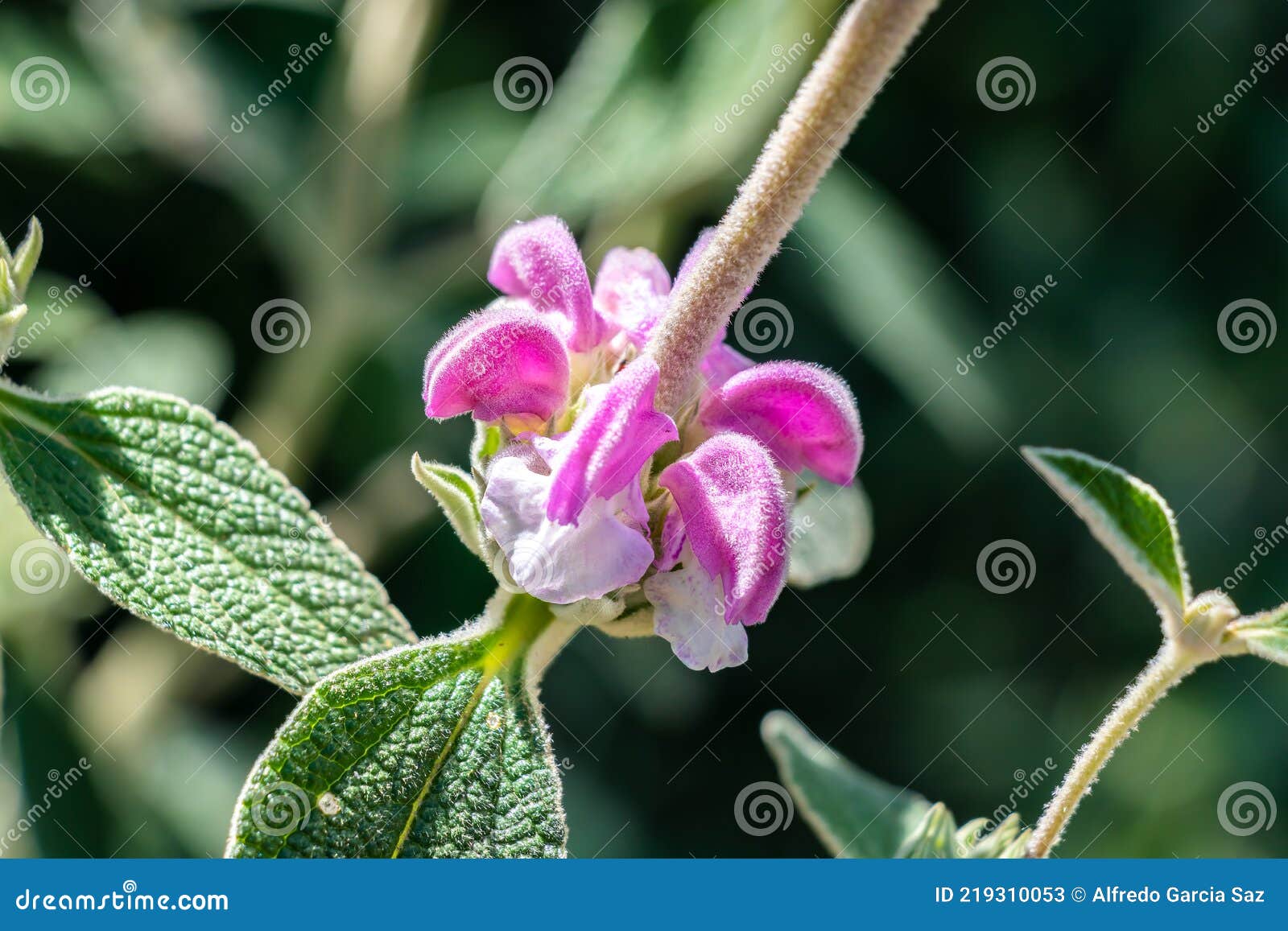 Phlomis Purpurea Purple Phlomis Une Espèce De Plante à Fleurs De La Famille  Des Lamiaceae Originaire De La Région Méditerranéenne. Image stock - Image  du cardiovasculaire, environnement: 219310053