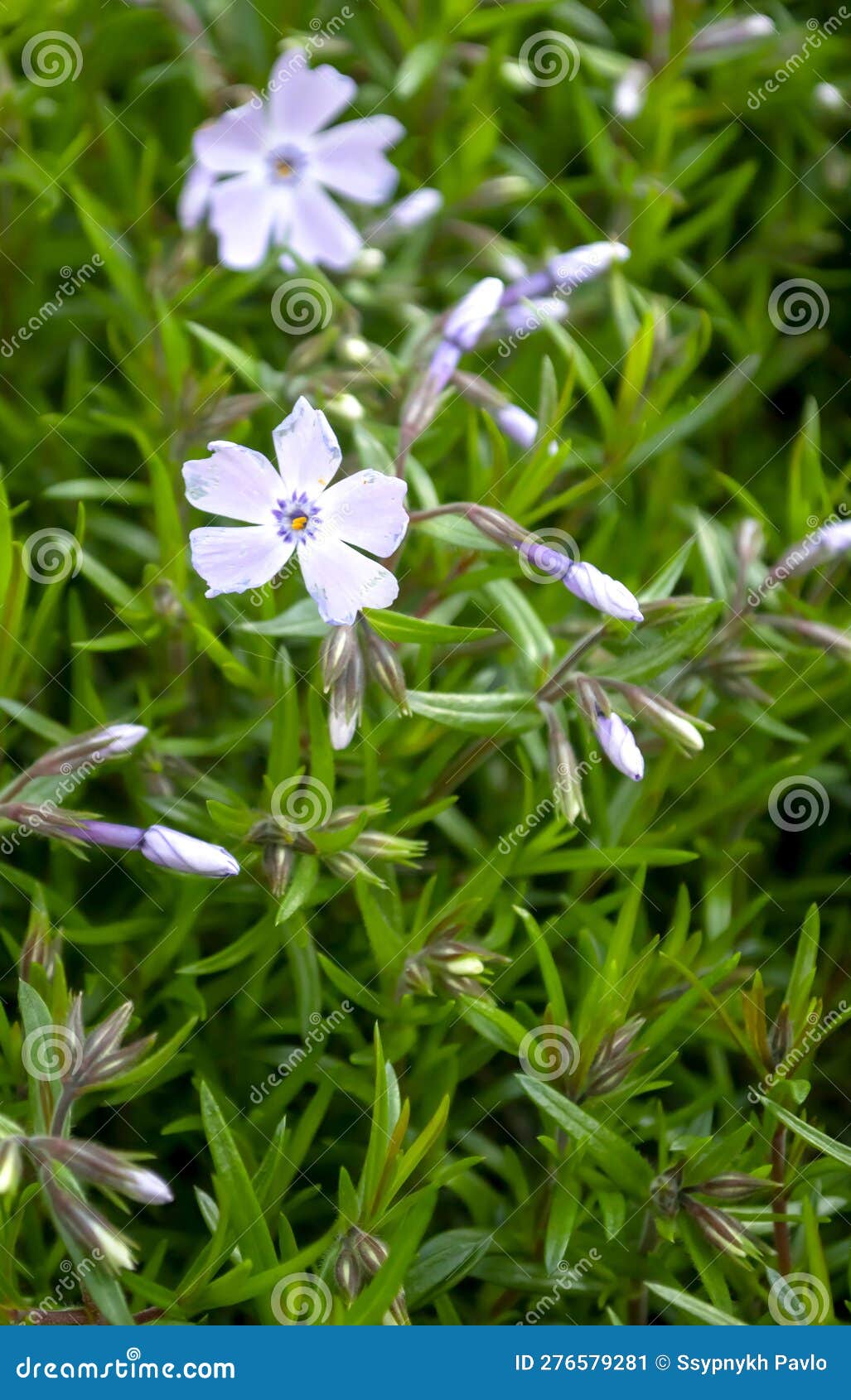 Phlox Flowers Bloom in Spring. Small Flowers and Phlox Buds. Purple ...