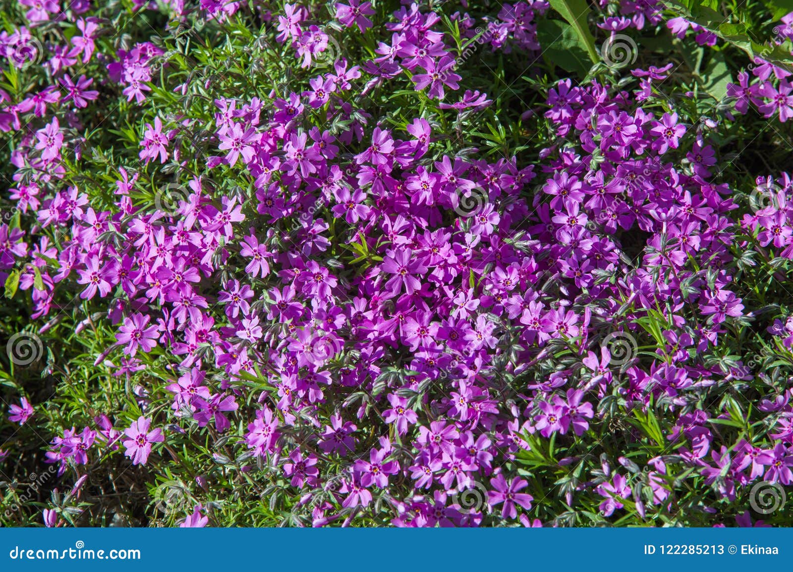 phlox, a north american plant that typically has dense clusters