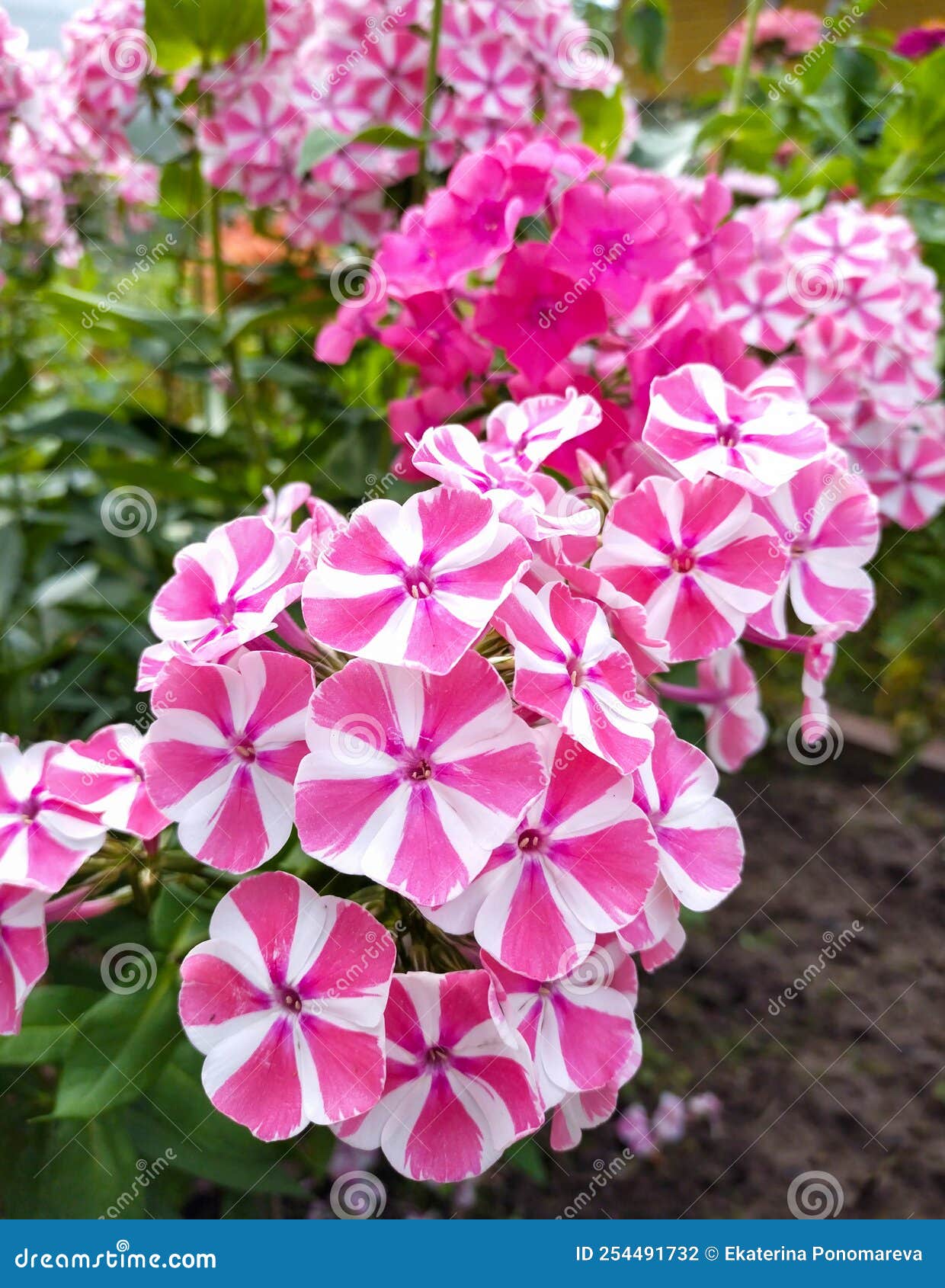 Phlox peppermint twist stock photo. Image of bush, striped 254491732