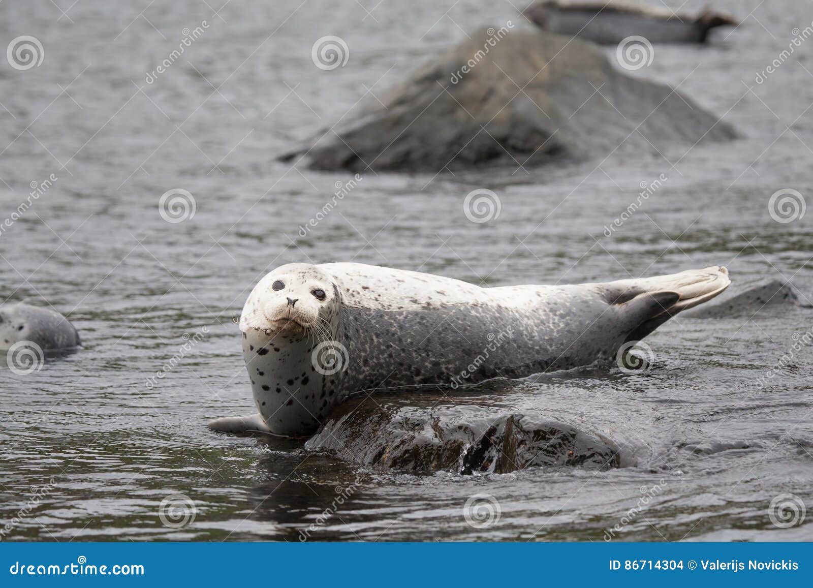 phoca largha larga seal, spotted seal