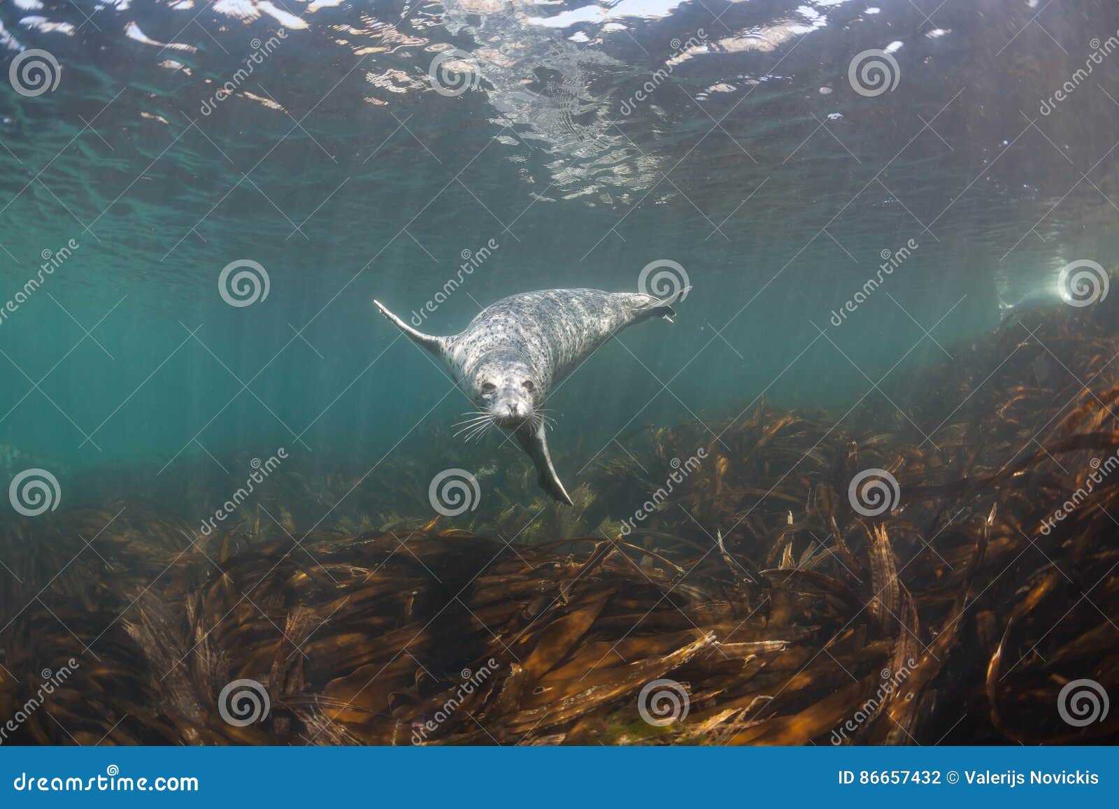 phoca largha larga seal, spotted seal