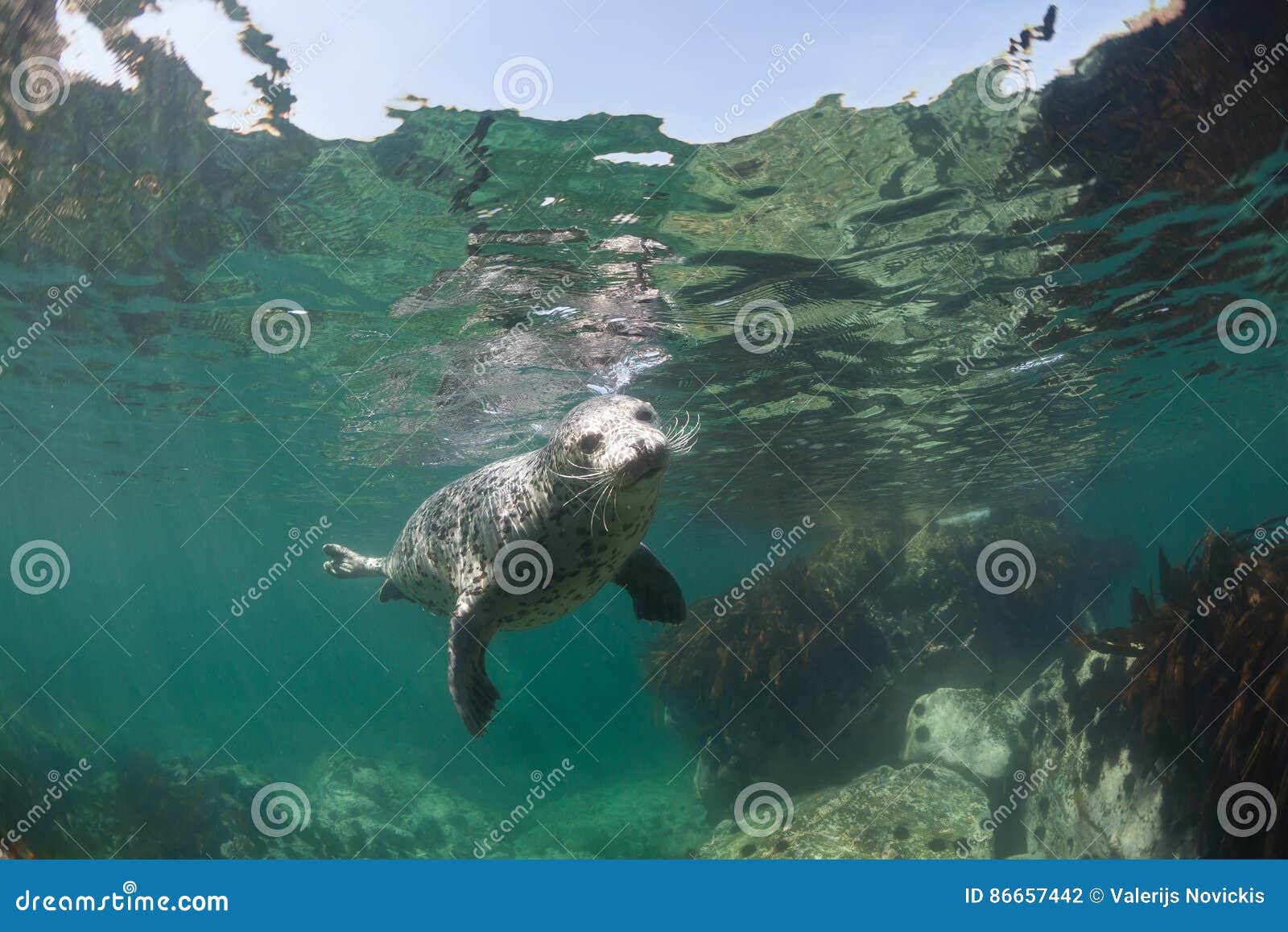 phoca largha larga seal, spotted seal