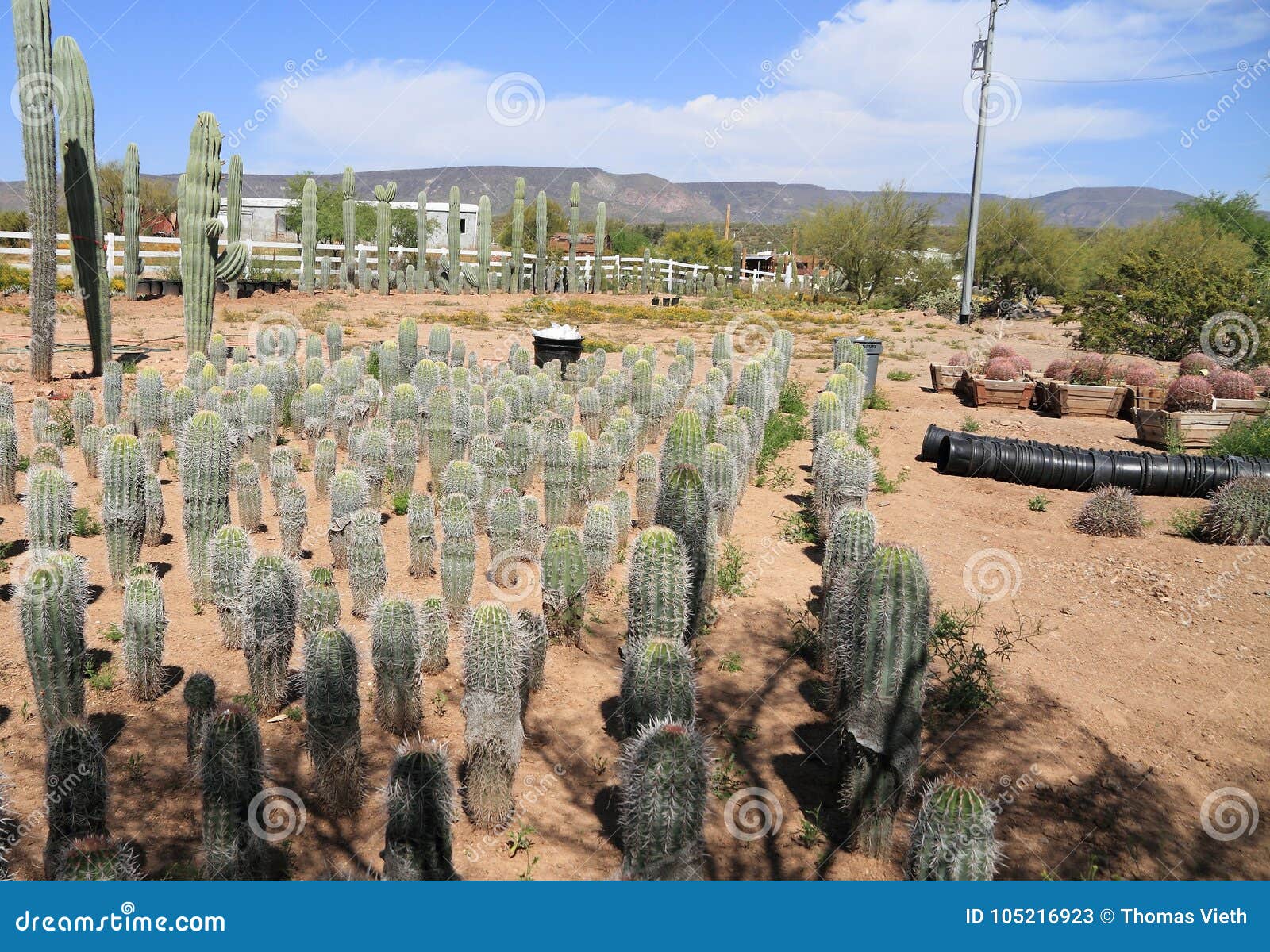 Phoenix, Arizona: Cuarto De Niños De La Planta De Desierto - Cactus Del  Saguaro Del Bebé Imagen de archivo - Imagen de desierto, vivero: 105216923