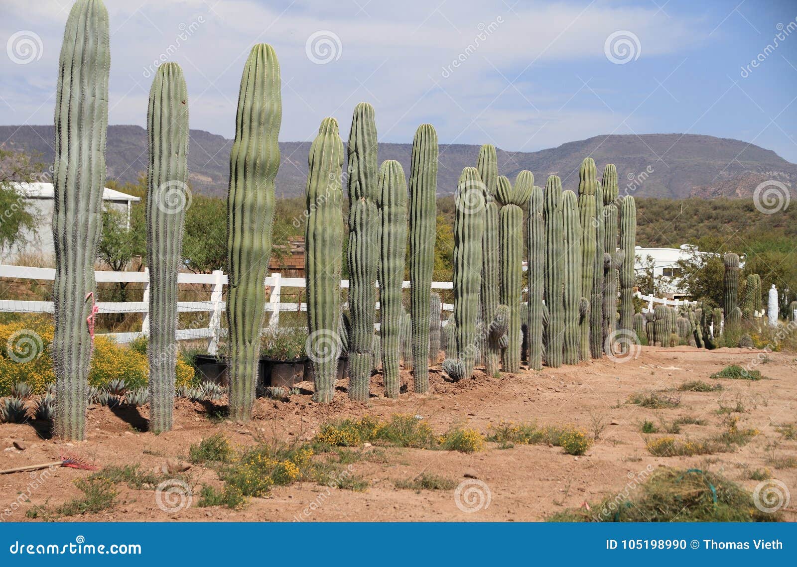 Phoenix/Arizona Desert Plant Nursery   Mature Saguaro Cacti for ...