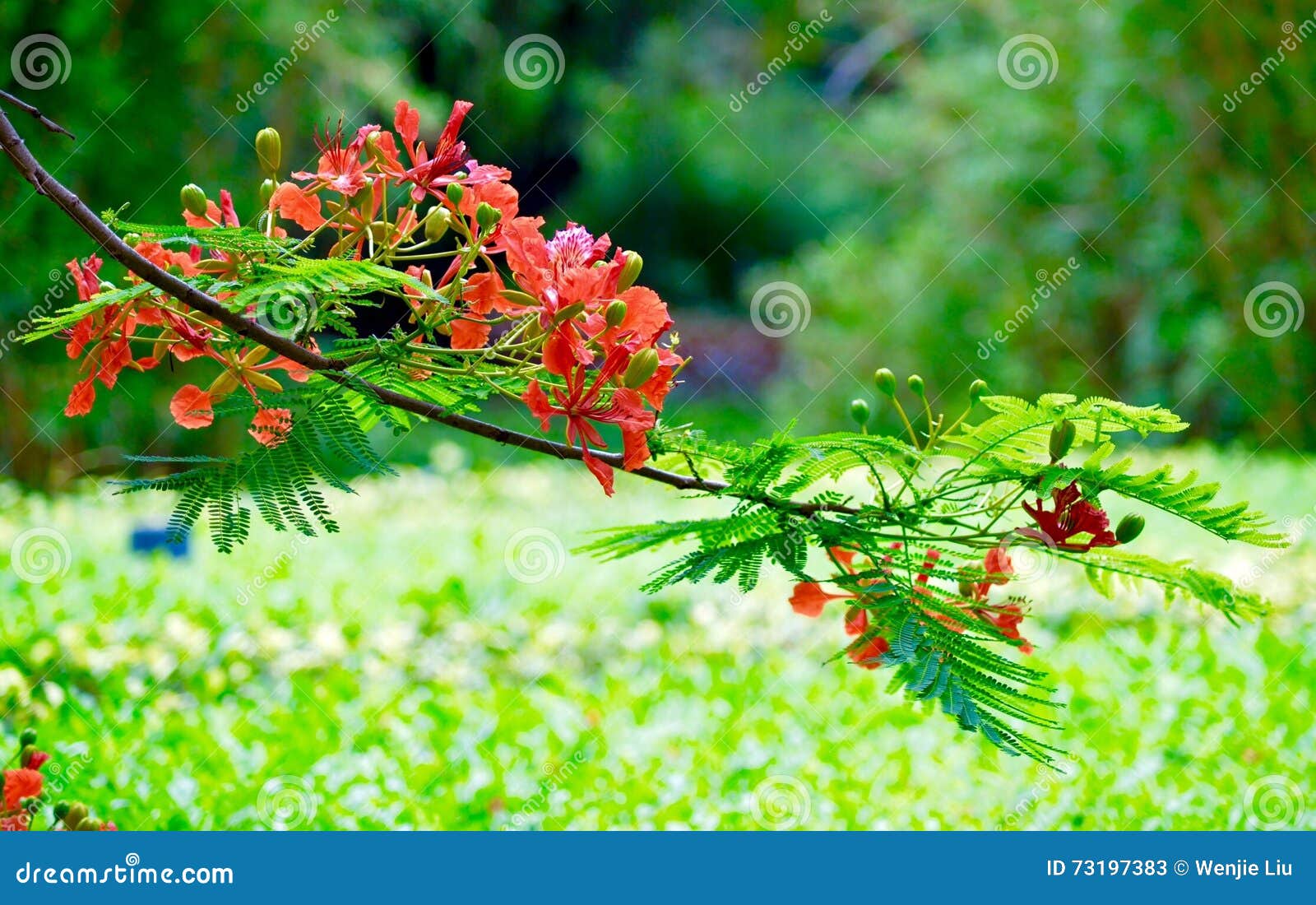 Phoenix flower stock image. Image of phoenix, flower 73197383