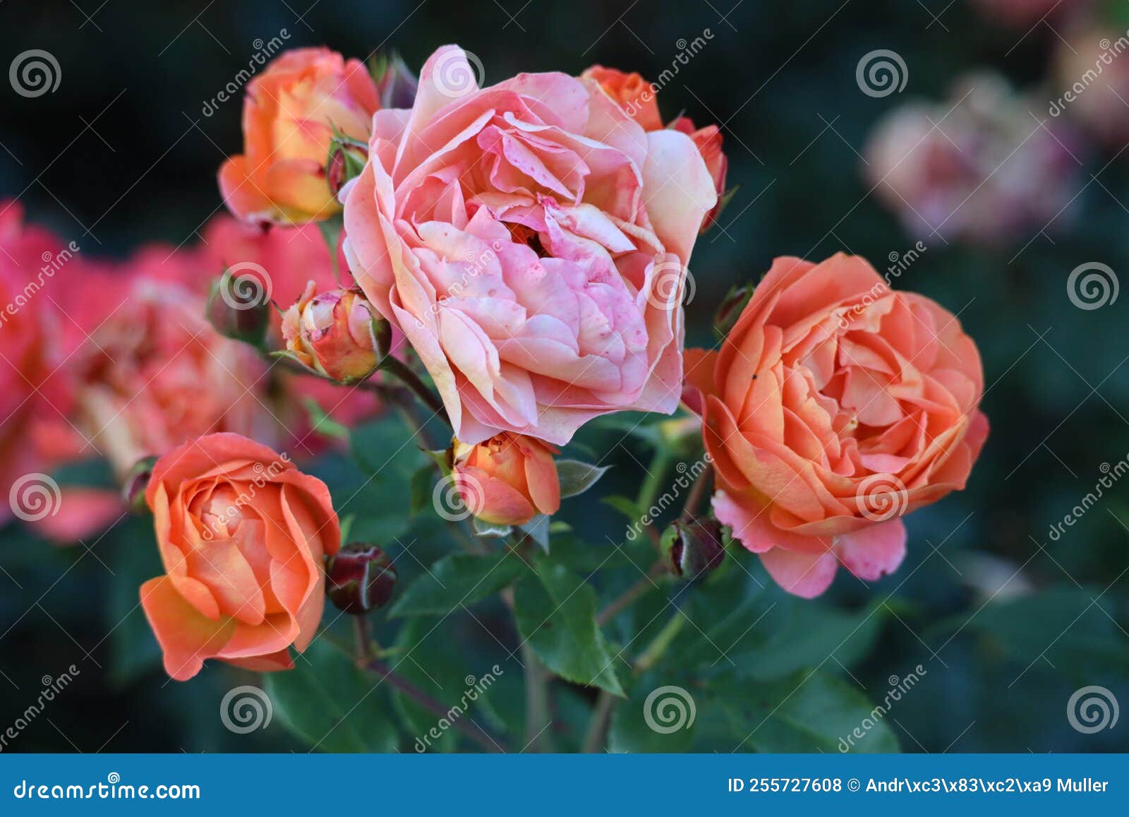 phoenix flower head of a rose in de guldemondplantsoen rosarium in boskoop