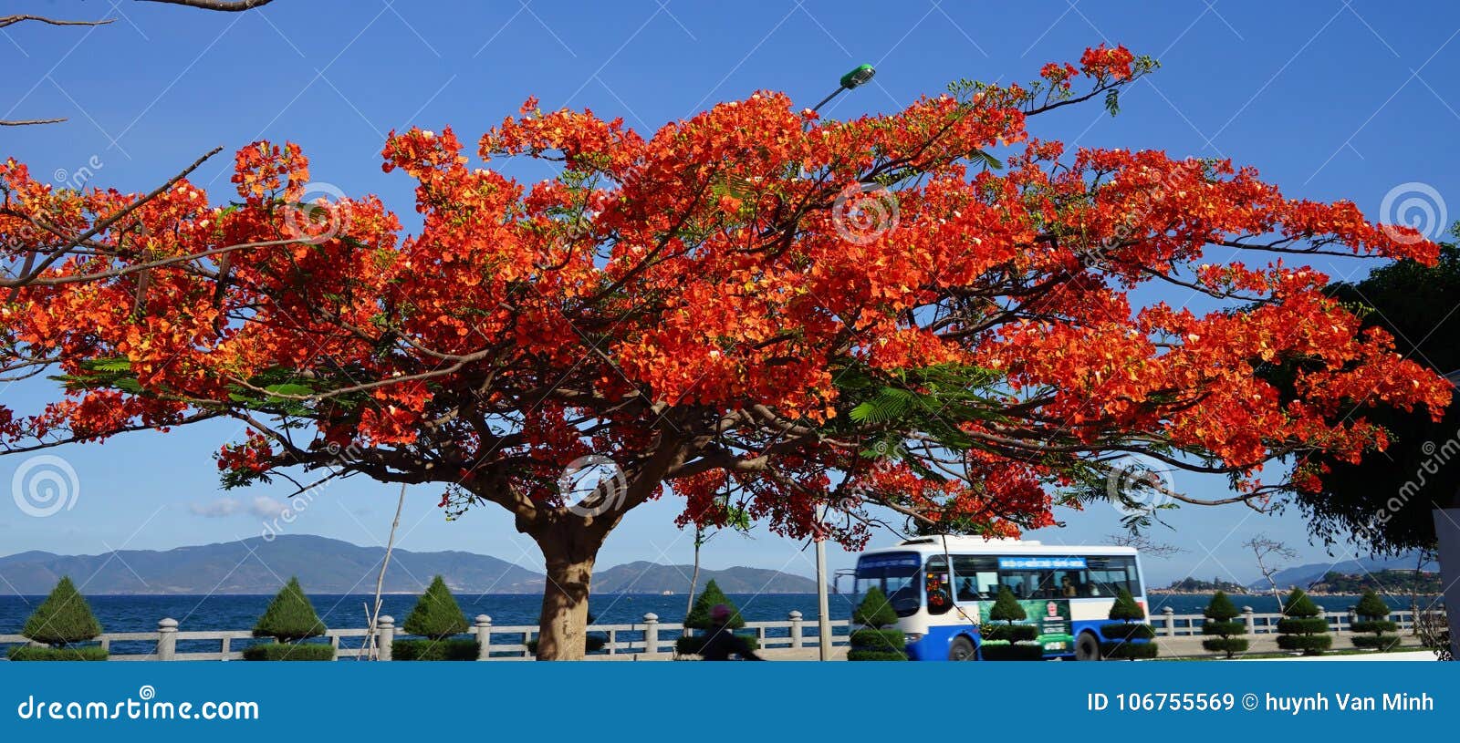 PHOENIX FLOWER stock image. Image of phoenix, tree, trang 106755569