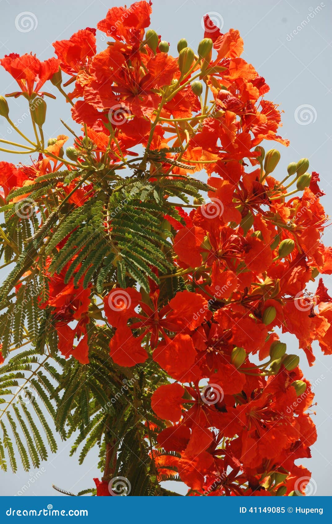 Phoenix flowers stock image. Image of arrangement, abundance 41149085