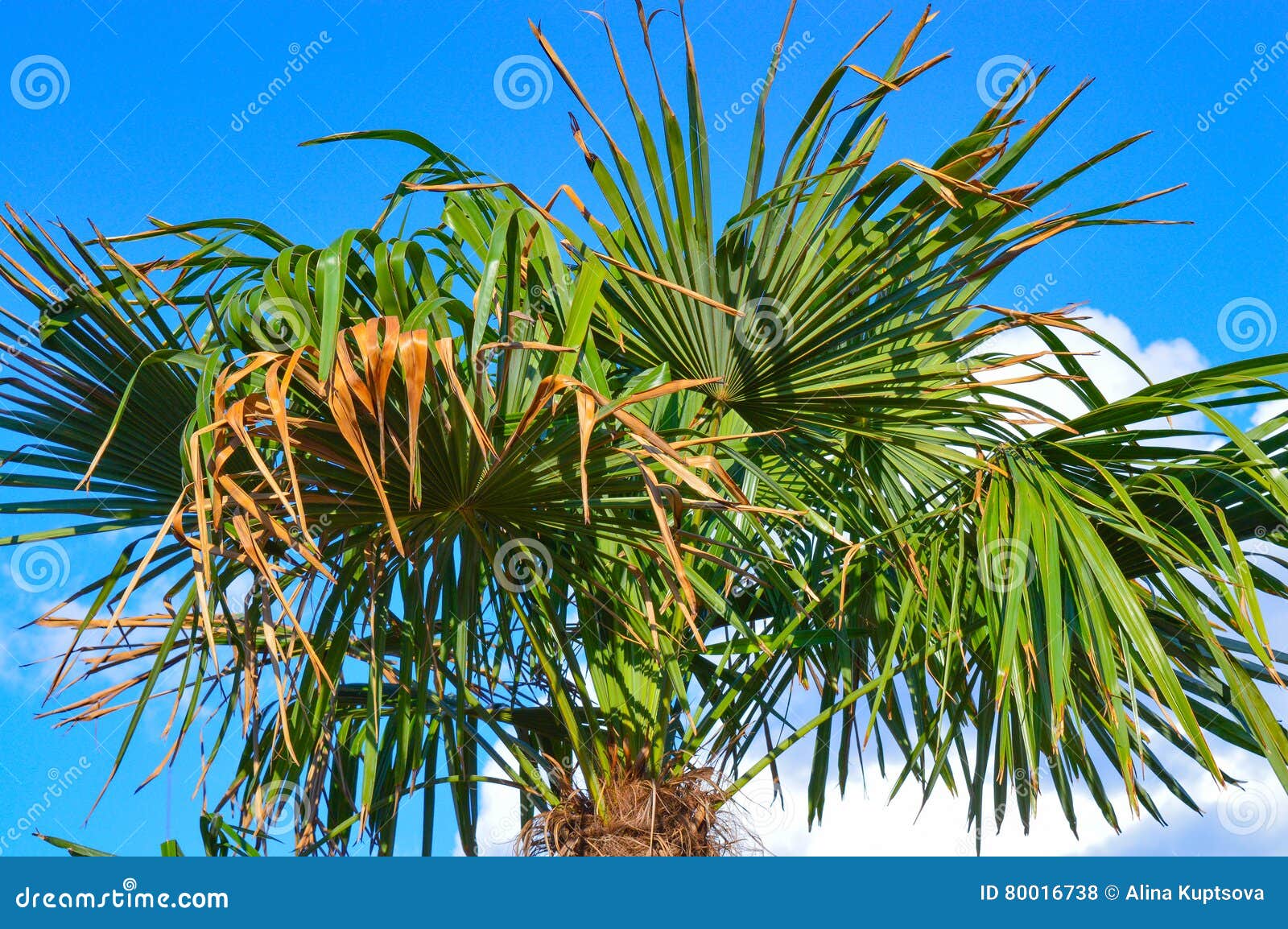 Phoenix palm tree stock photo. Image of plant, beauty 80016738
