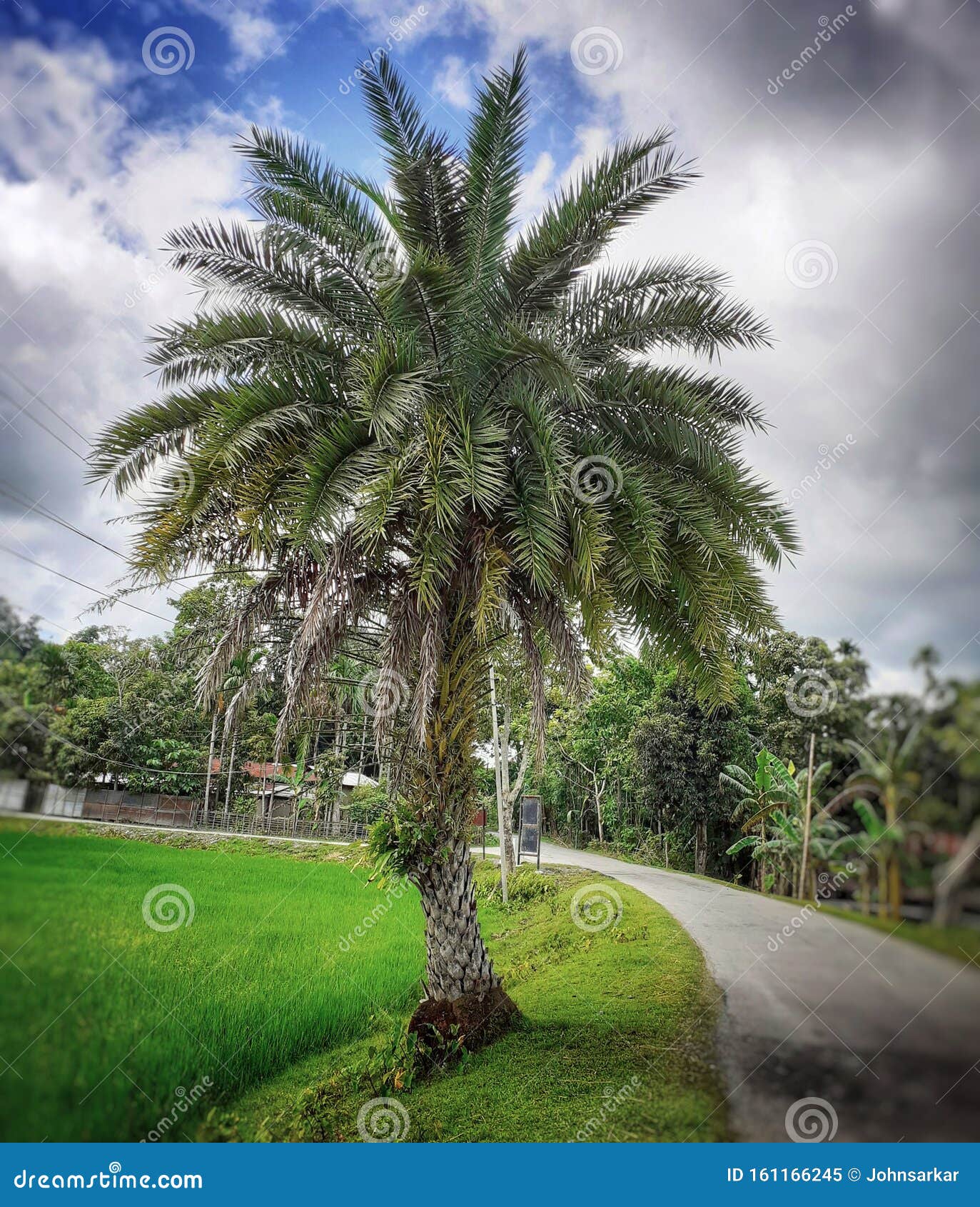 phoenix sylvestris or silver date palm tree near the rice field