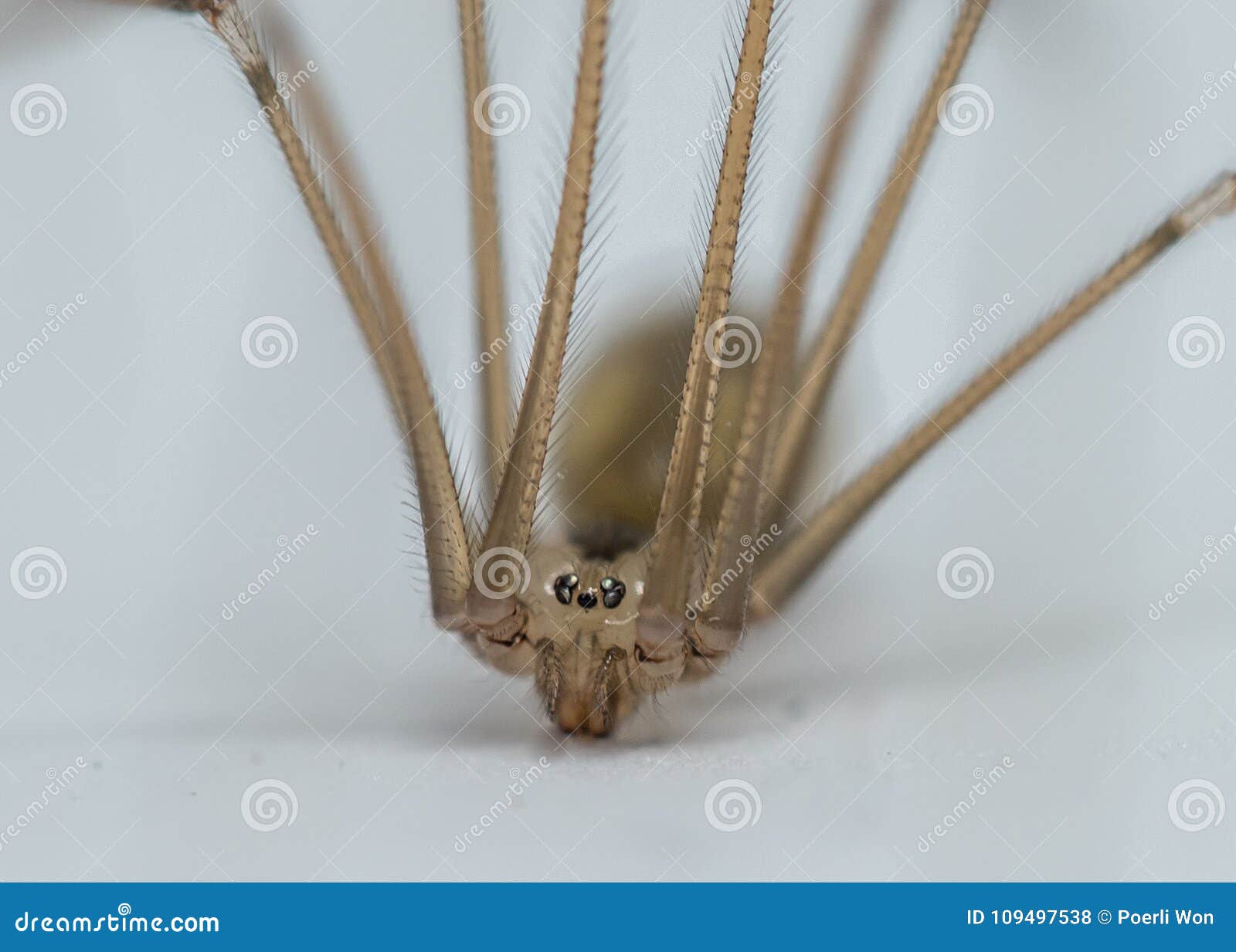 portrait of pholcus phalangioides closeup