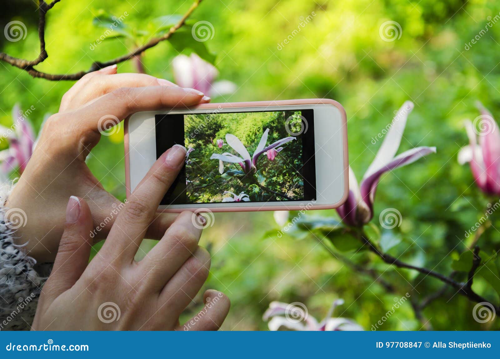 Phone in the hands of a girl. Phone in girl`s hand, photographing a beautiful magnolia flower in a spring park