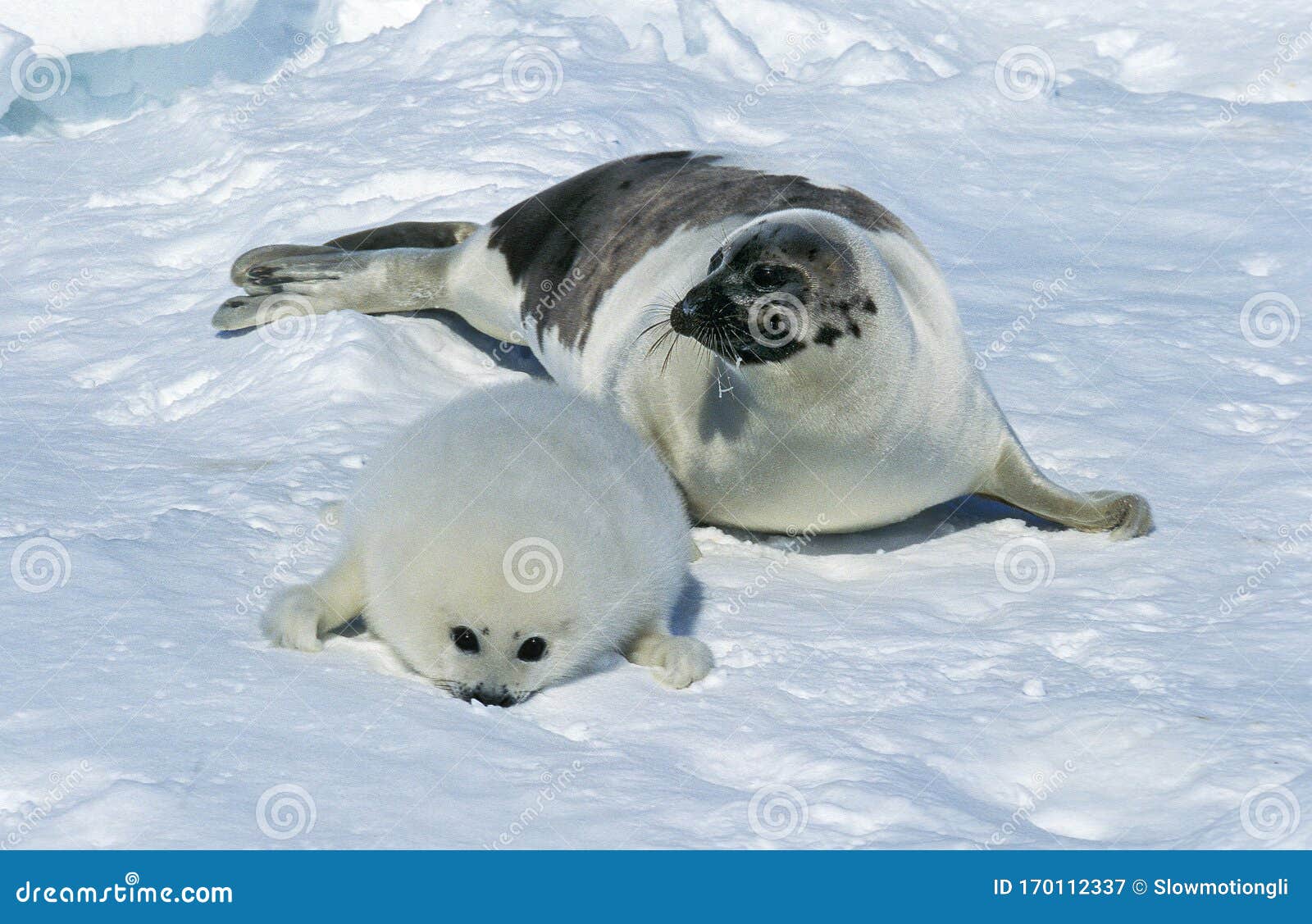 Phoque Photos Free Royalty Free Stock Photos From Dreamstime
