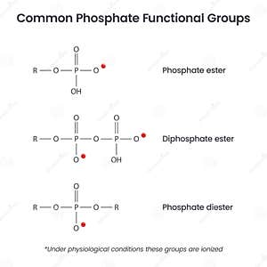 Phosphorus Atom Bohr Model Cartoon Vector CartoonDealer 267662195