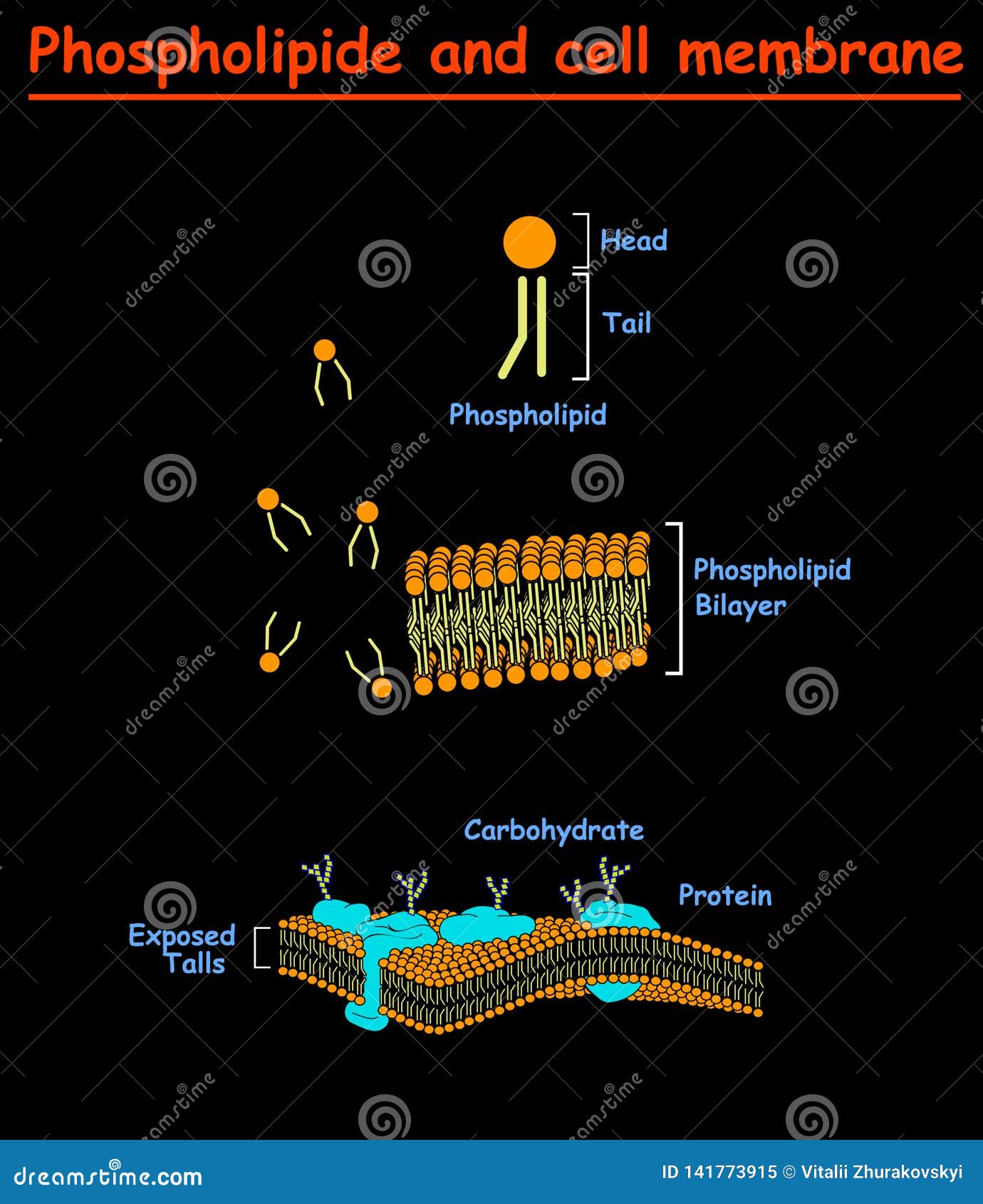 Phospholipides And Cell Mambrains Cell Membrane Structure Diagram Info