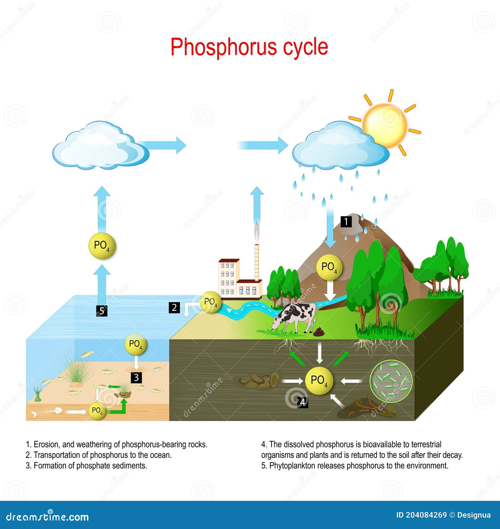 chemical weathering carbon dioxide diagram