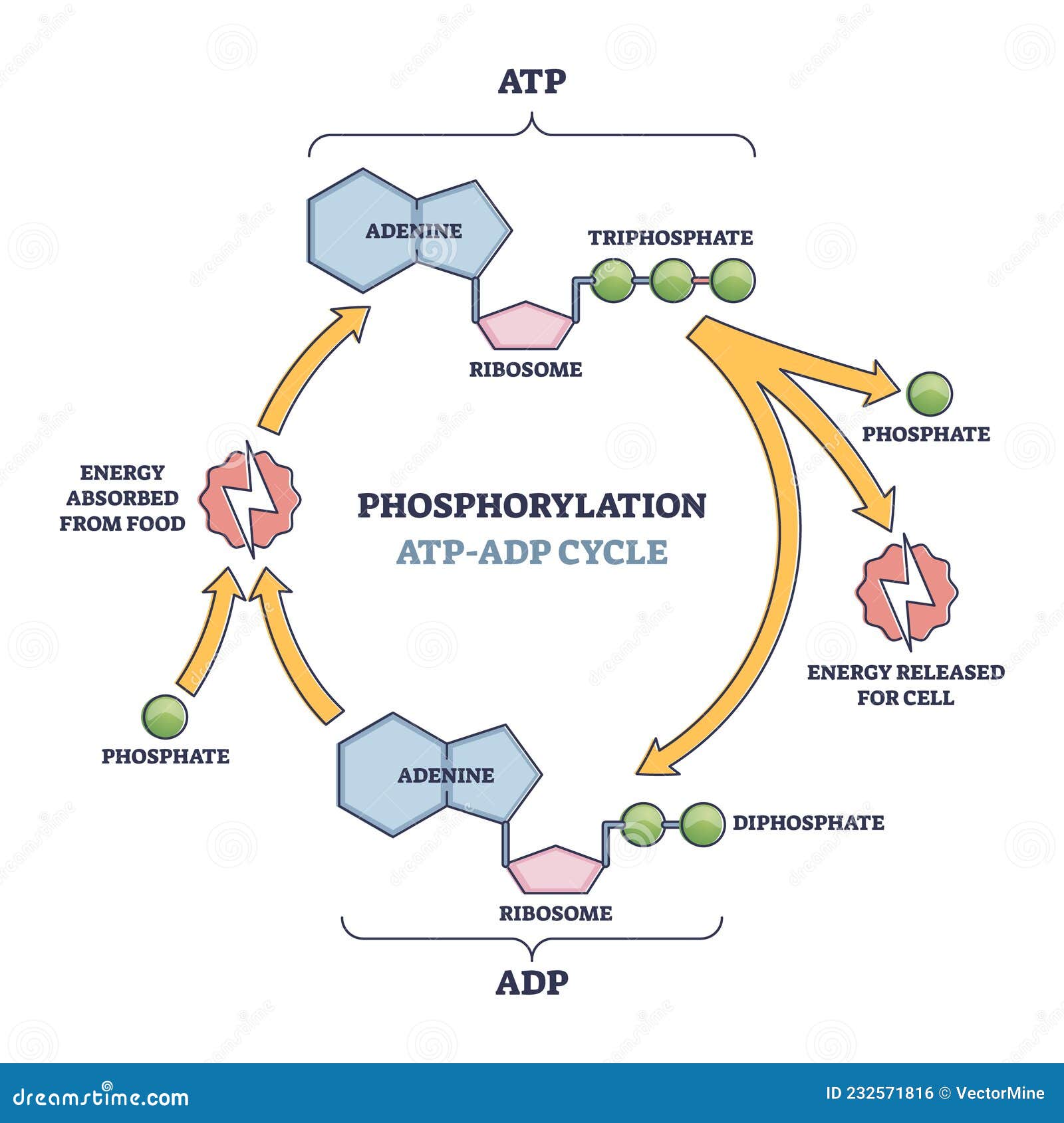 phosphorylation atp, adp cycle with detailed process stages outline diagram